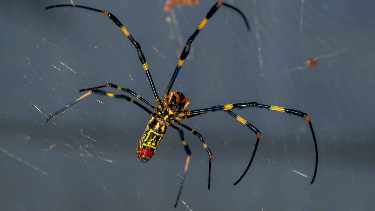 Spider 桌布 壁紙 — 一隻鮮豔的金色絲綢織網蜘蛛，帶有黑色和黃色條紋的腿，在柔和的灰色背景上，停在其複雜的網中央。
