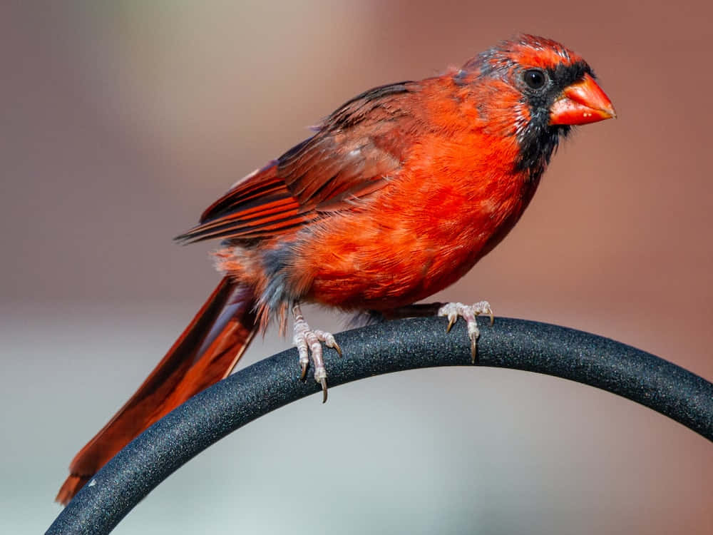 Cardinal 桌布 壁紙 — 一隻鮮豔的雄性紅衣主教警覺地棲息在一根深色彎曲的金屬桿上，背景柔和模糊。