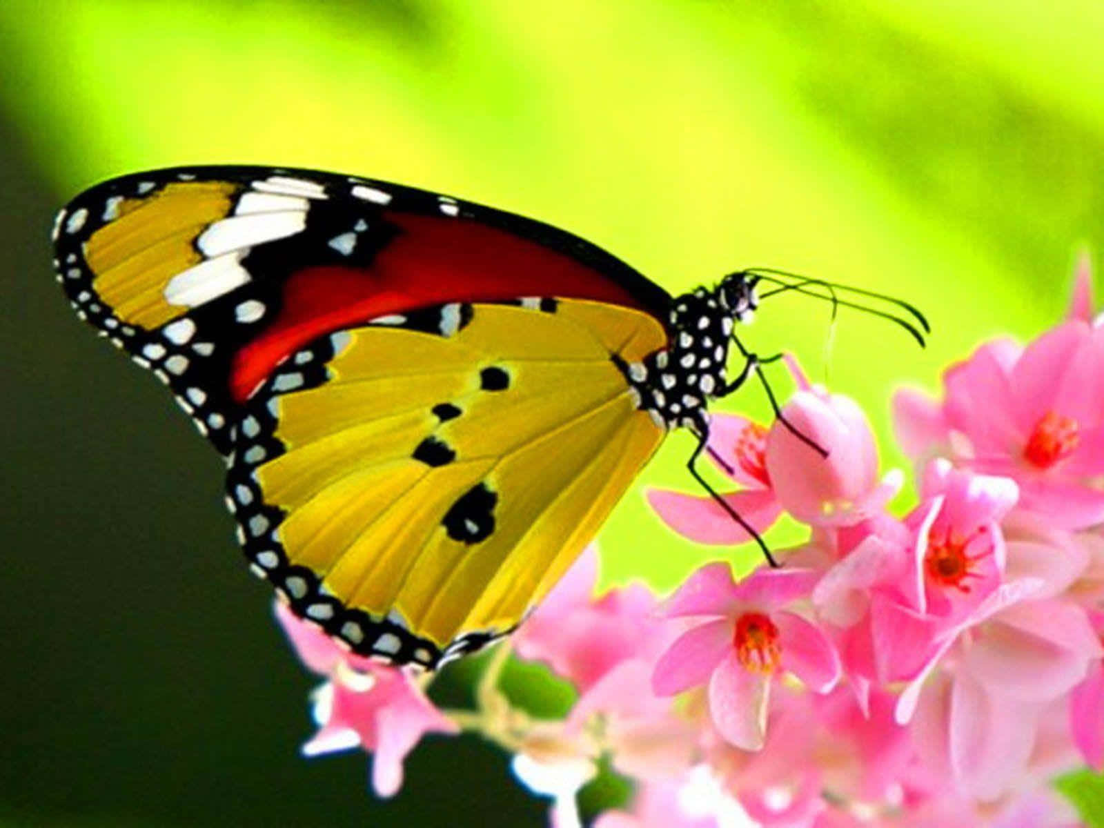 Butterfly Photos 桌布 壁紙 — 一隻鮮豔的黃、紅、黑色蝴蝶輕柔地停在柔軟的粉紅色花朵上，背景是茂密綠色的模糊效果。