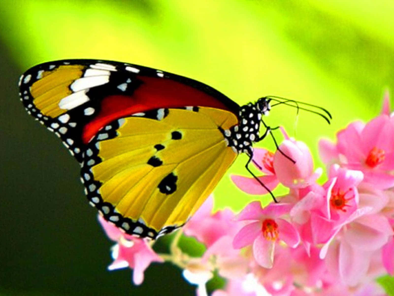 Yellow Butterfly 桌布 壁紙 — 一隻鮮豔的黃、紅、黑蝴蝶輕柔地停在柔軟的粉紅花朵上，背景是茂密綠色的模糊效果。