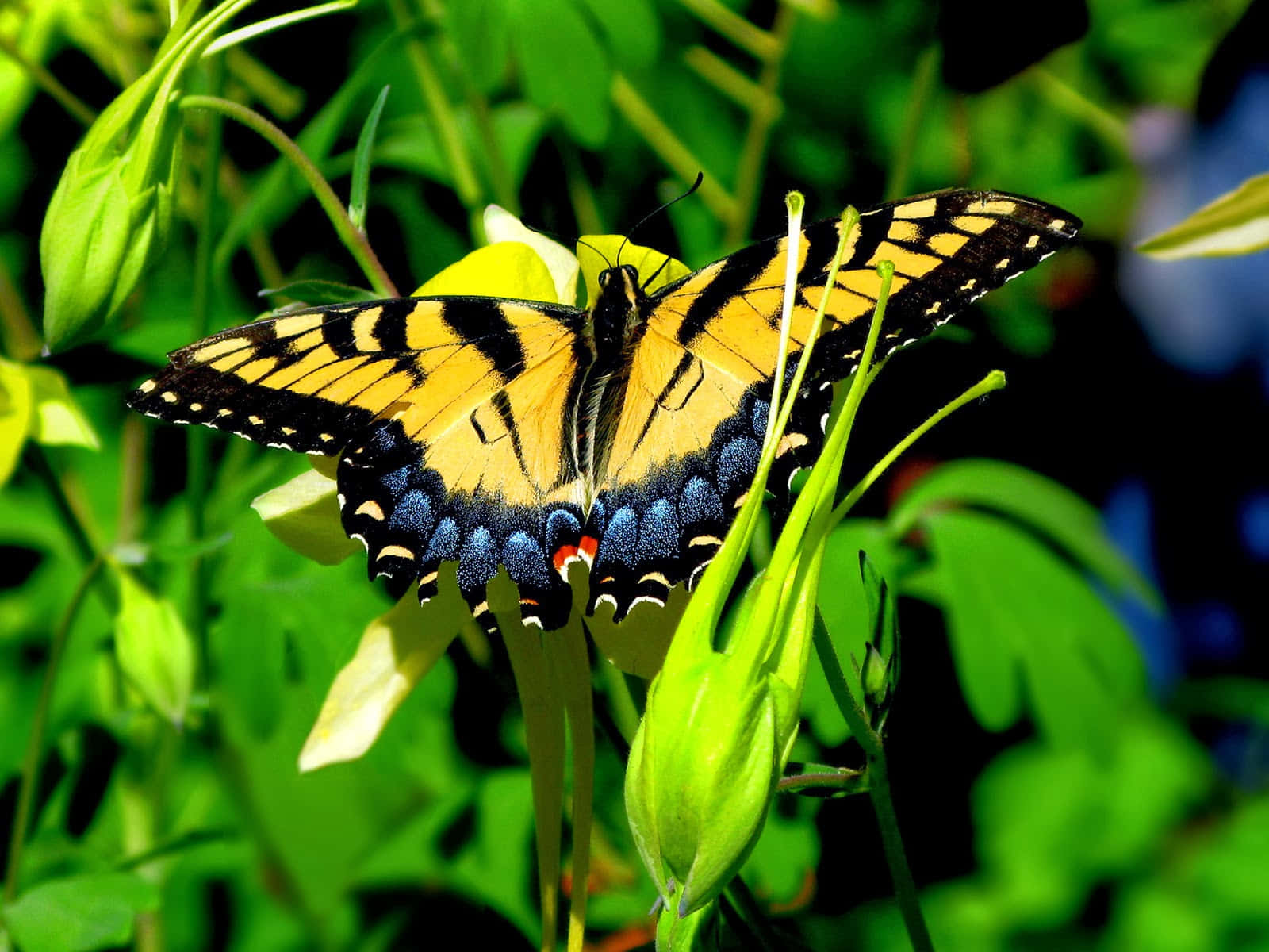 Butterfly Yellow 桌布 壁紙 — 一隻鮮豔的黃、黑、藍色虎鳳蝶輕盈地停歇在一個被茂密綠葉環繞的綠色花蕾上。