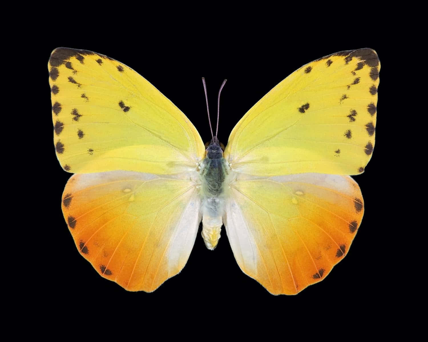 Butterfly Yellow 桌布 壁紙 — 一隻鮮豔的黃色和橙色蝴蝶帶有黑色斑點，停在純黑色背景上。