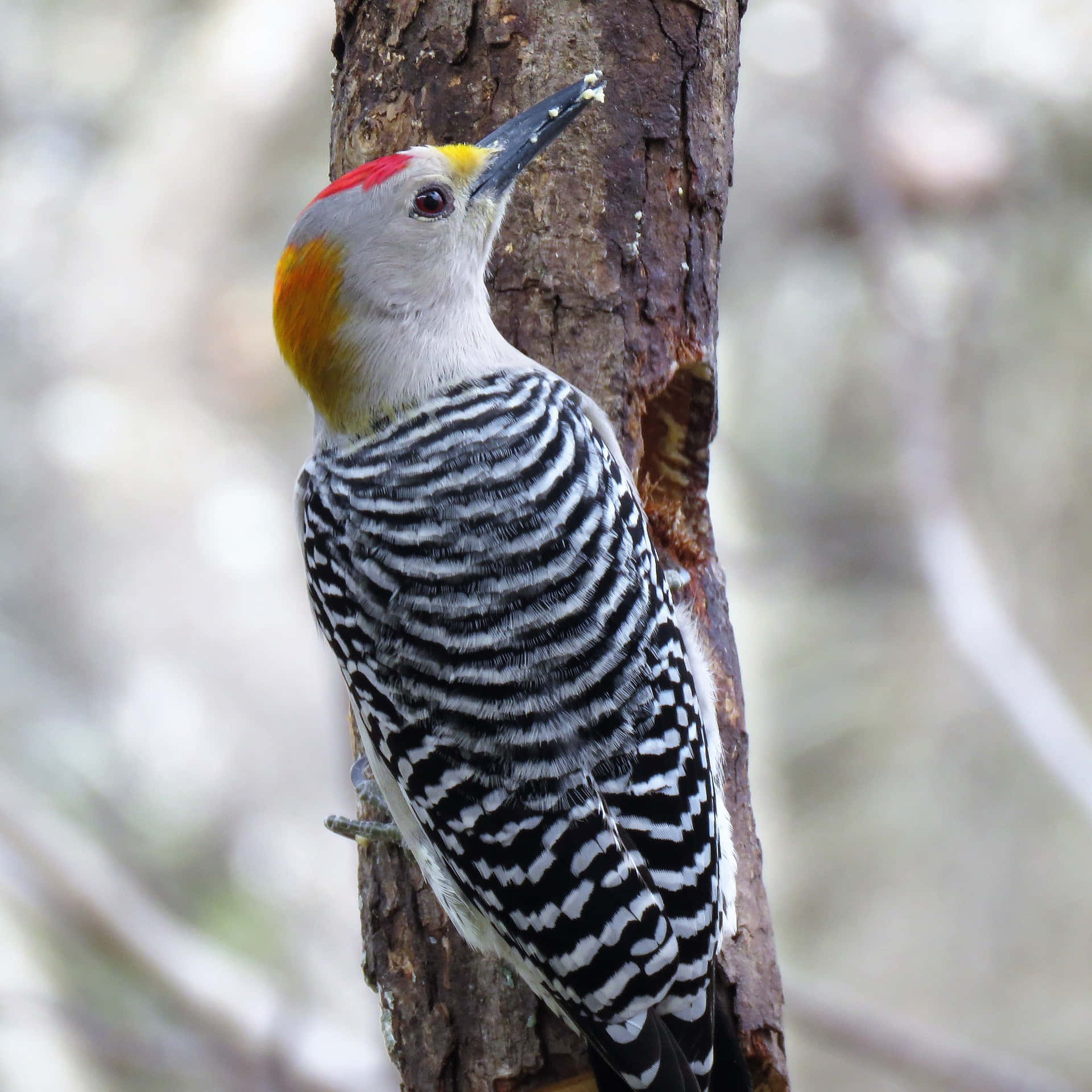 woodpecker 桌布 壁紙 — 一隻鮮豔的黃色和紅色啄木鳥，帶有黑白條紋羽毛，緊貼在柔焦森林中紋理豐富的樹幹上。