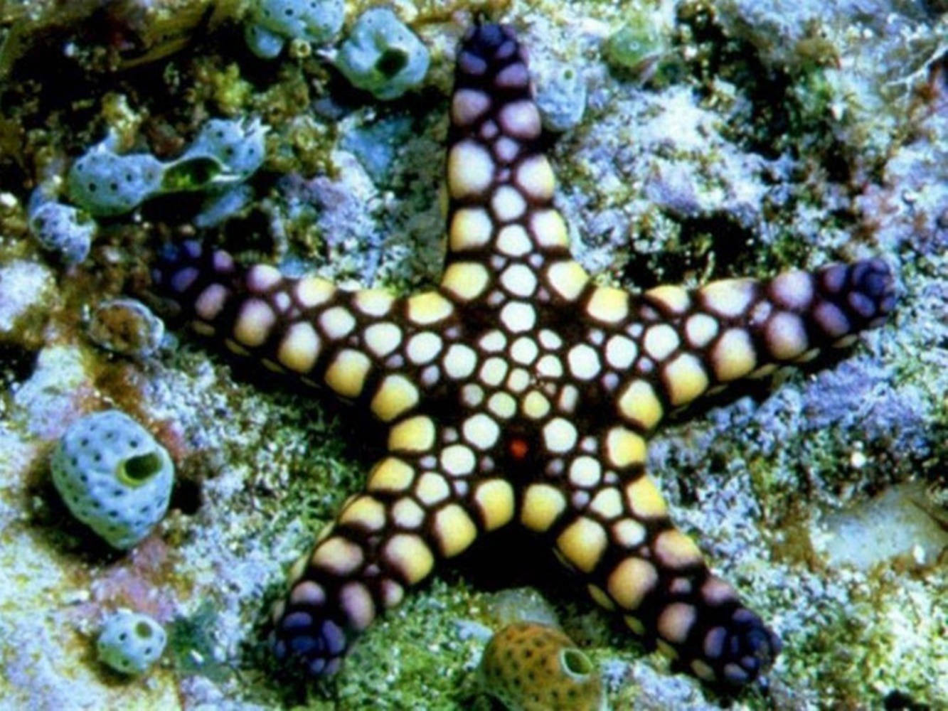 在珊瑚礁上，一隻帶有黃色和紫色斑點的彩色海星與海綿。 — 水下動畫 壁紙