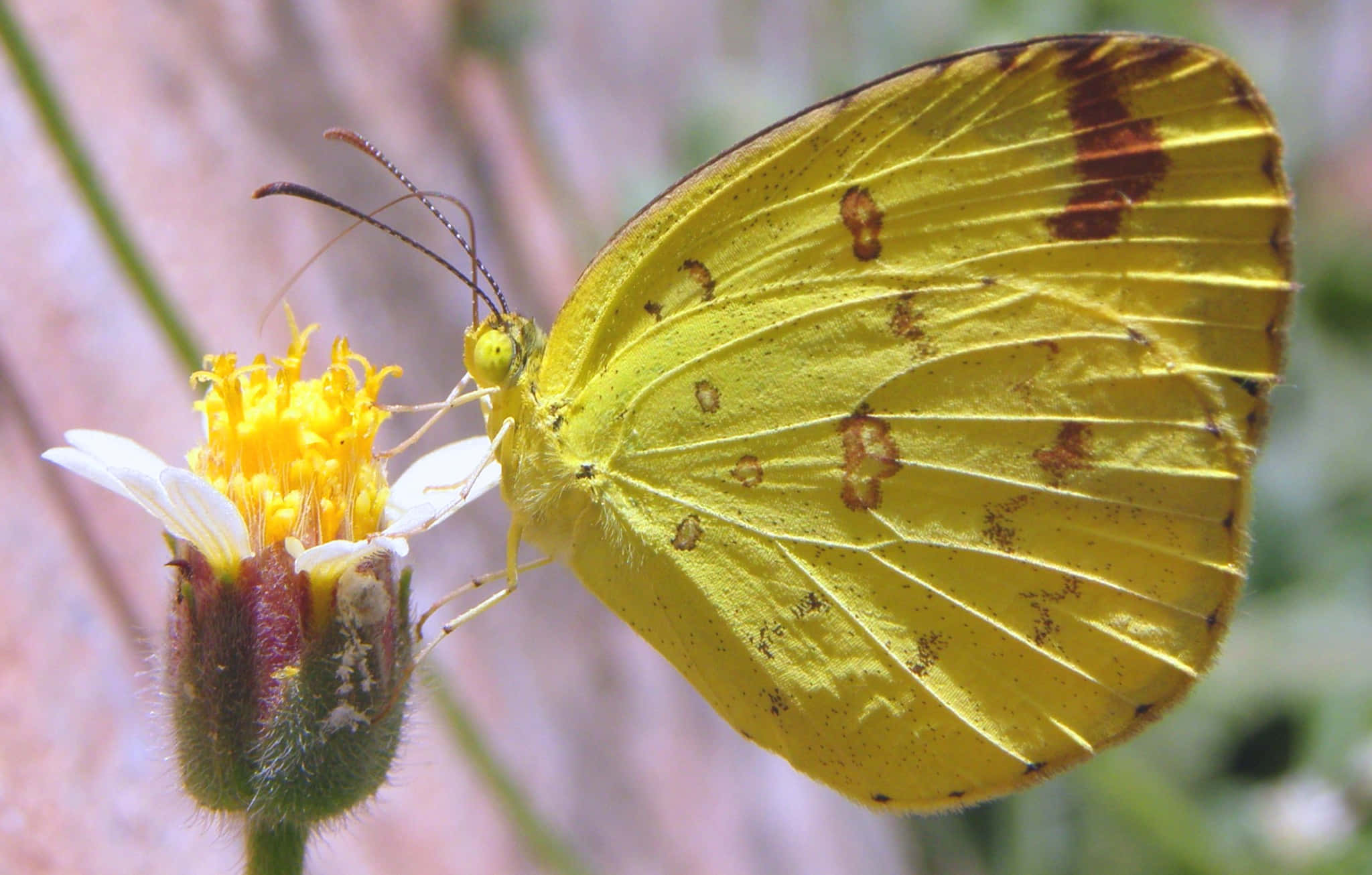 Butterfly Yellow 桌布 壁紙 — 一隻鮮豔的黃色蝴蝶帶有棕色斑點，優雅地停在一朵帶有亮黃色花心的白色花朵上。