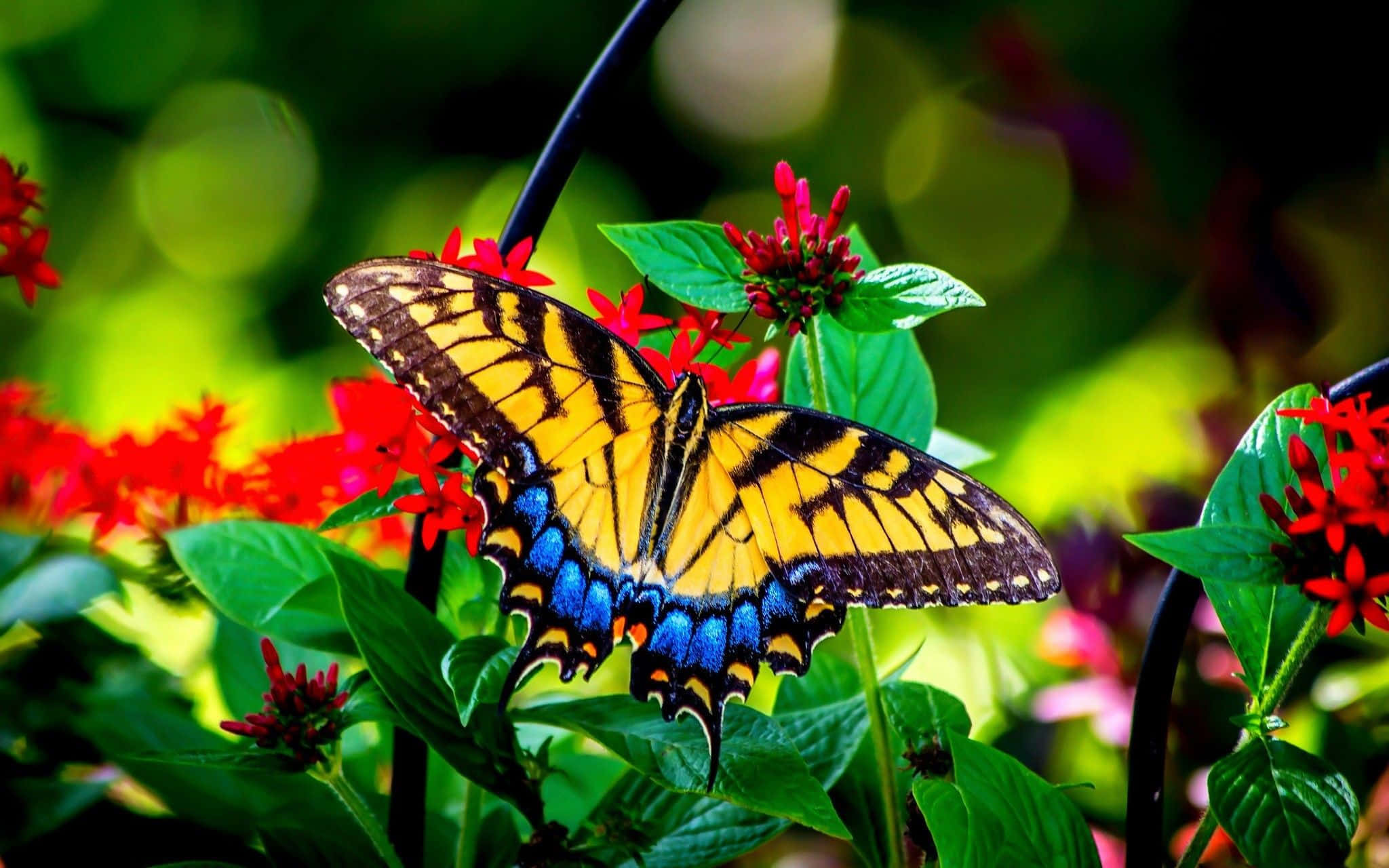 Real Butterfly 桌布 壁紙 — 一隻鮮豔的黃藍色虎鳳蝶輕盈地停在茂密綠葉中的鮮紅花朵上。