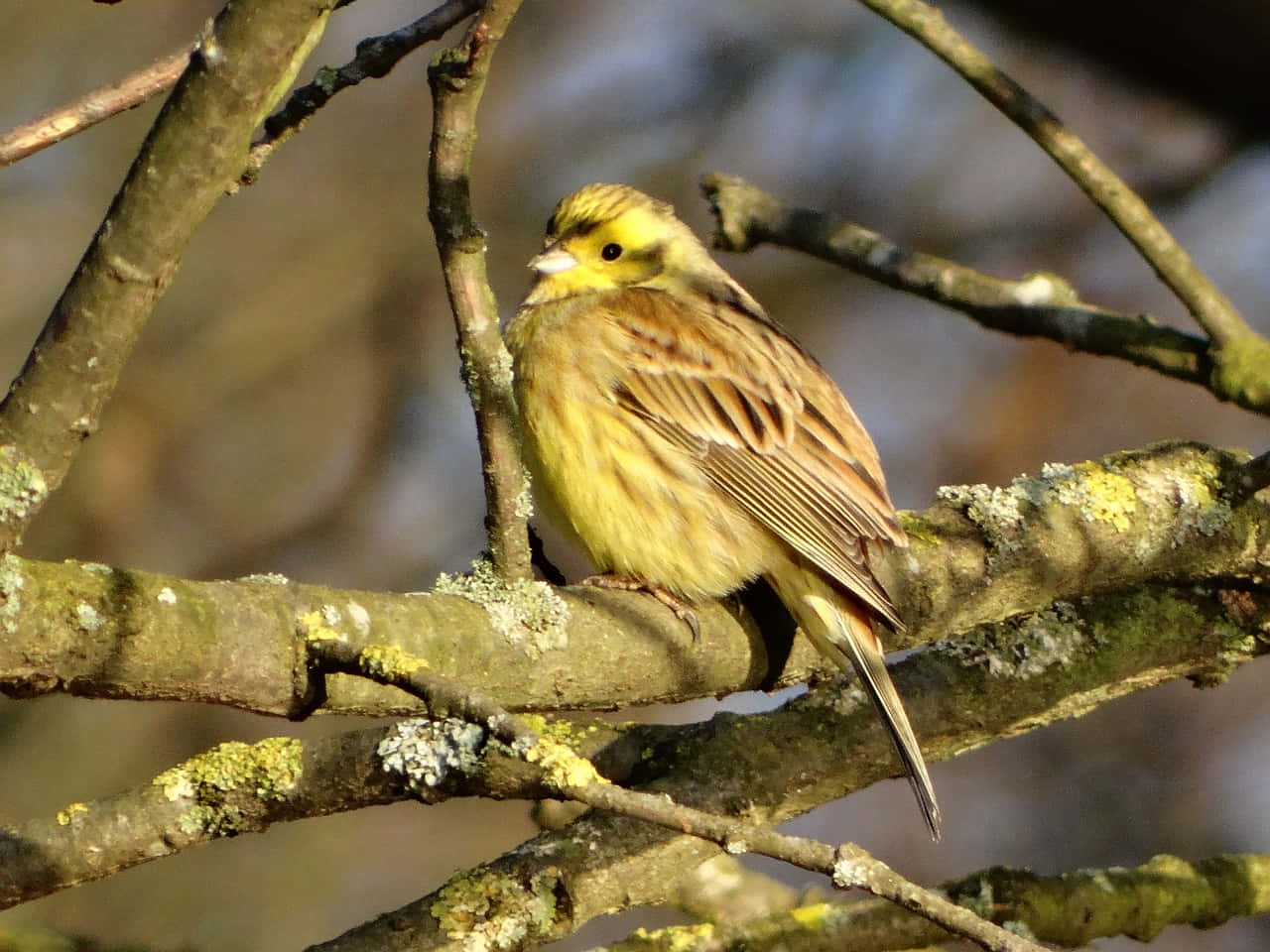Yellowhammer 桌布 壁紙 — 一隻鮮豔的黃頭鳥棲息在長滿苔蘚的樹枝上，沐浴在溫暖的陽光中。