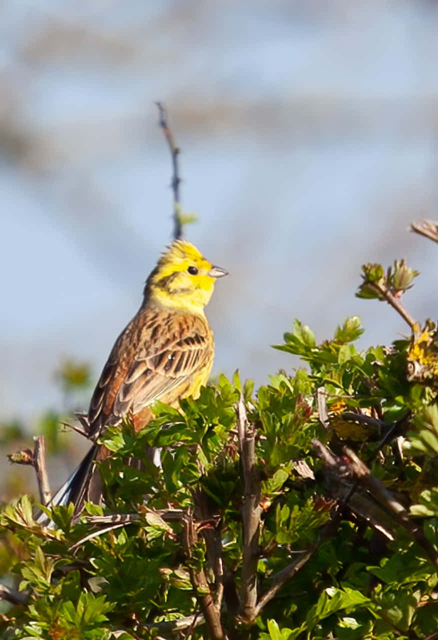 Yellowhammer 桌布 壁紙 — 一隻鮮豔的黃頭鳥警覺地棲息在綠色樹葉上，背景是柔和的藍天。