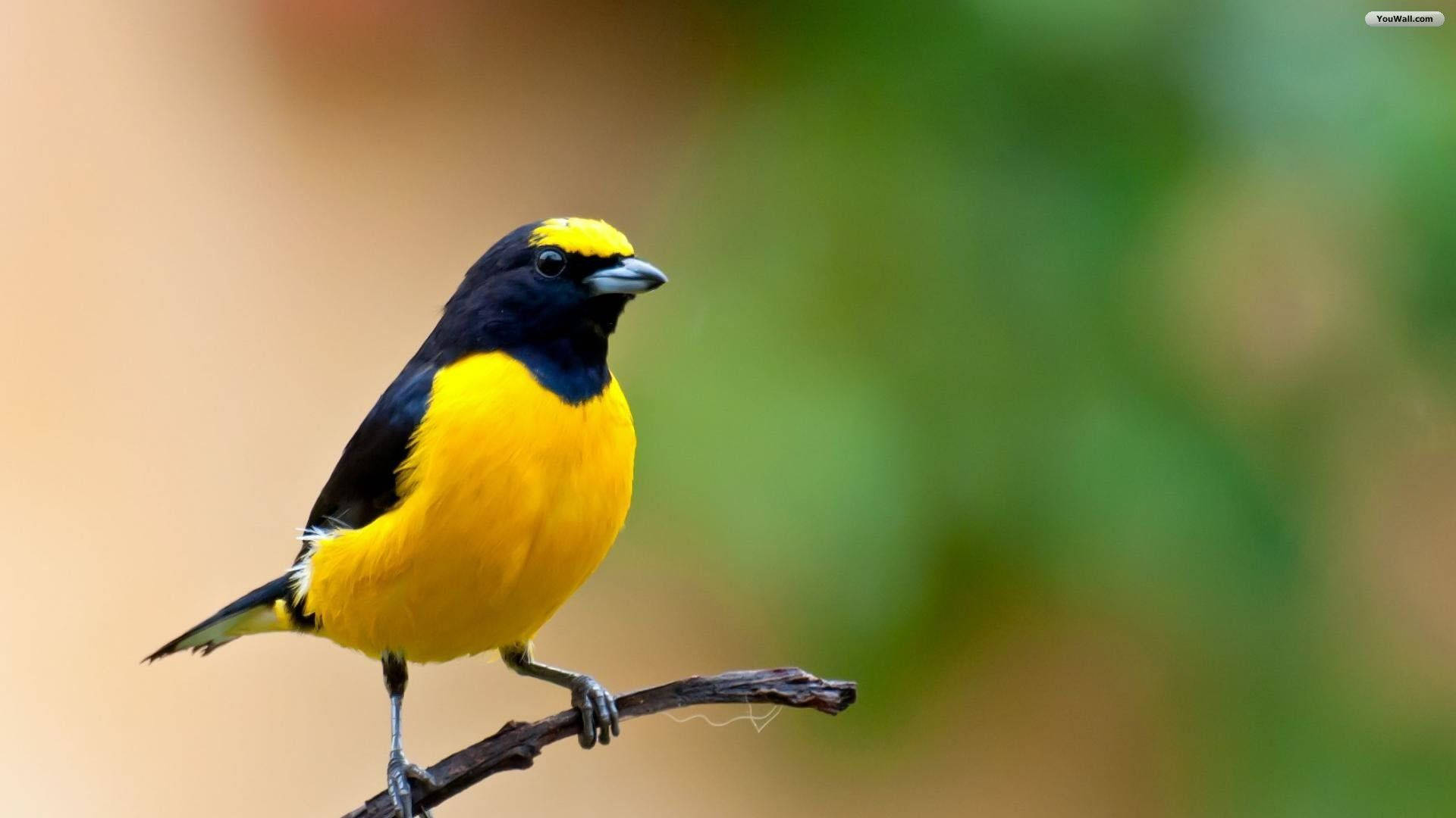 Yellow Bird 桌布 壁紙 — 一隻鮮豔的黃黑小鳥棲息在樹枝上，背景是柔和模糊的綠色和棕色。