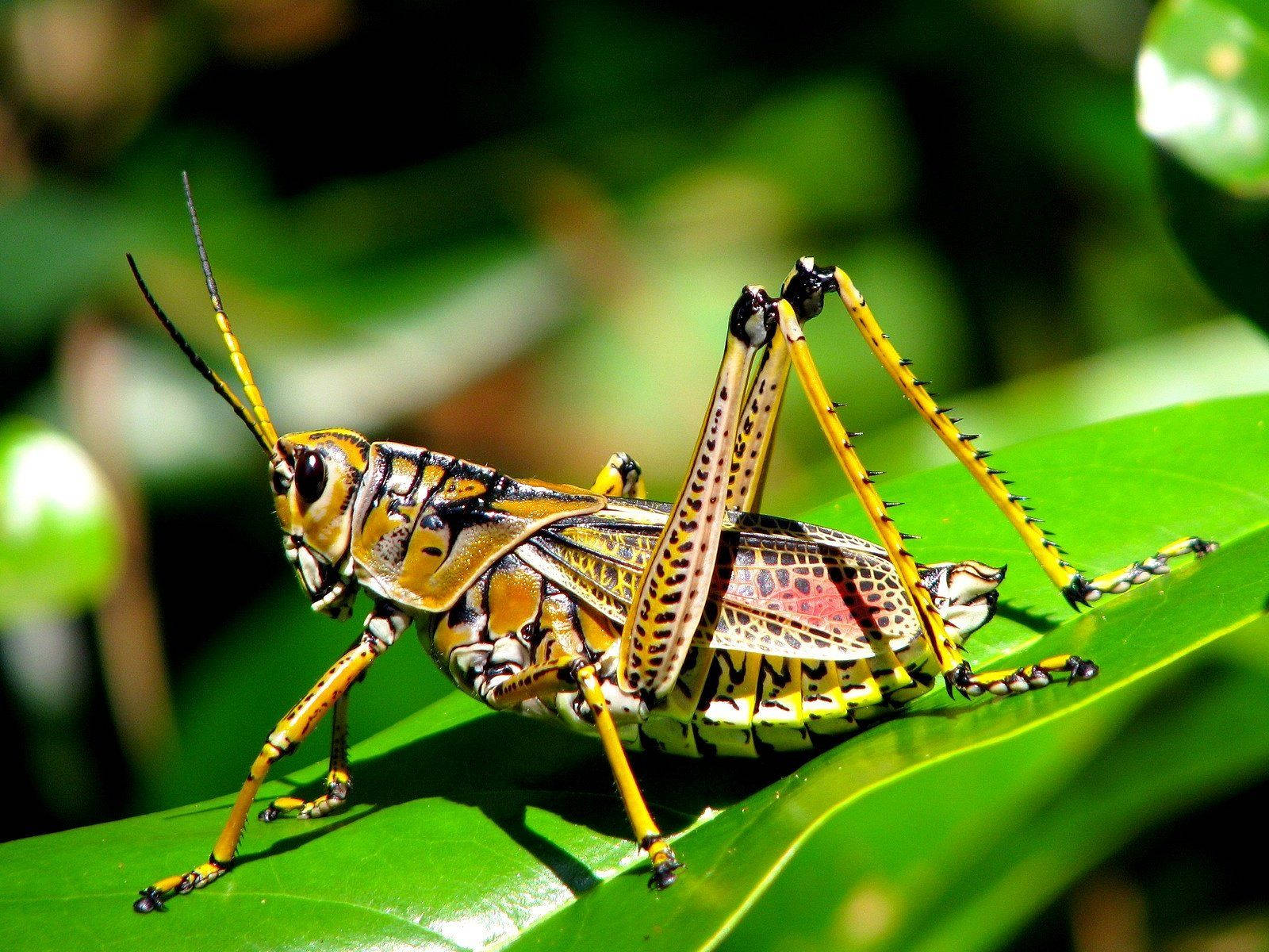 Grasshopper 桌布 壁紙 — 一隻鮮豔的黃黑蚱蜢棲息在光亮的綠葉上，陽光突顯其精細的外骨骼。
