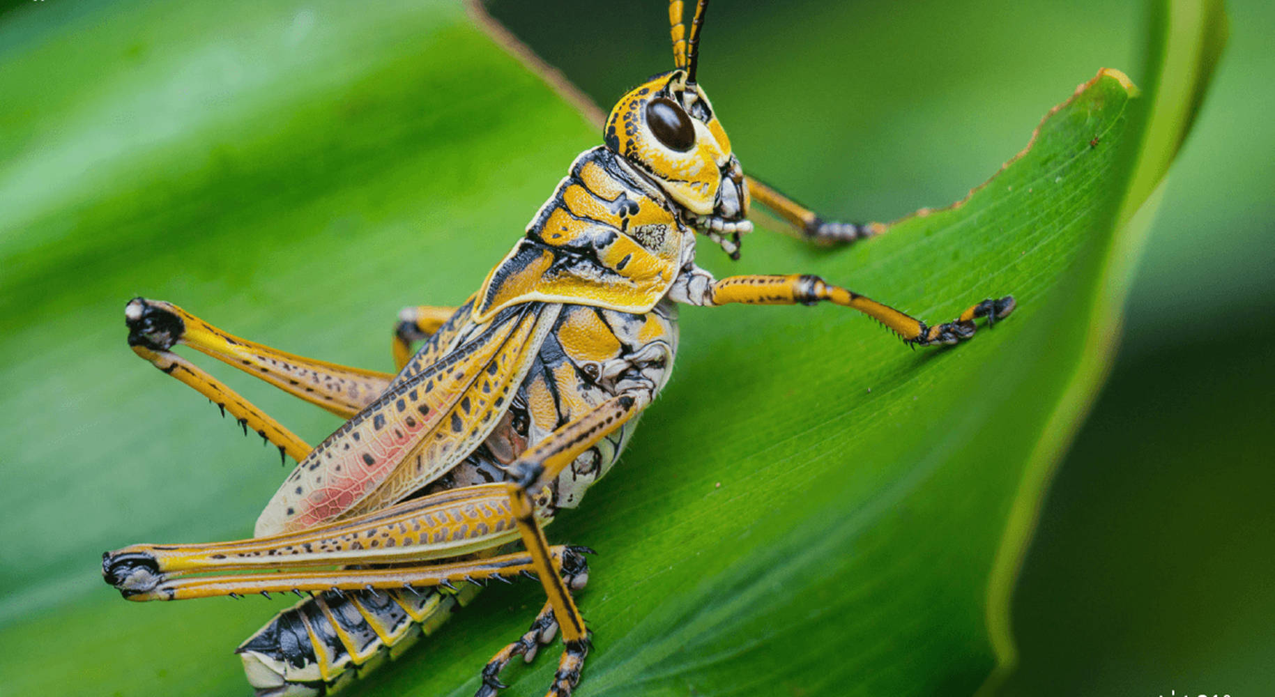 Grasshopper 桌布 壁紙 — 一隻鮮豔的黃黑蚱蜢棲息在茂盛的綠葉上，葉片帶有複雜的圖案和清晰的焦點。