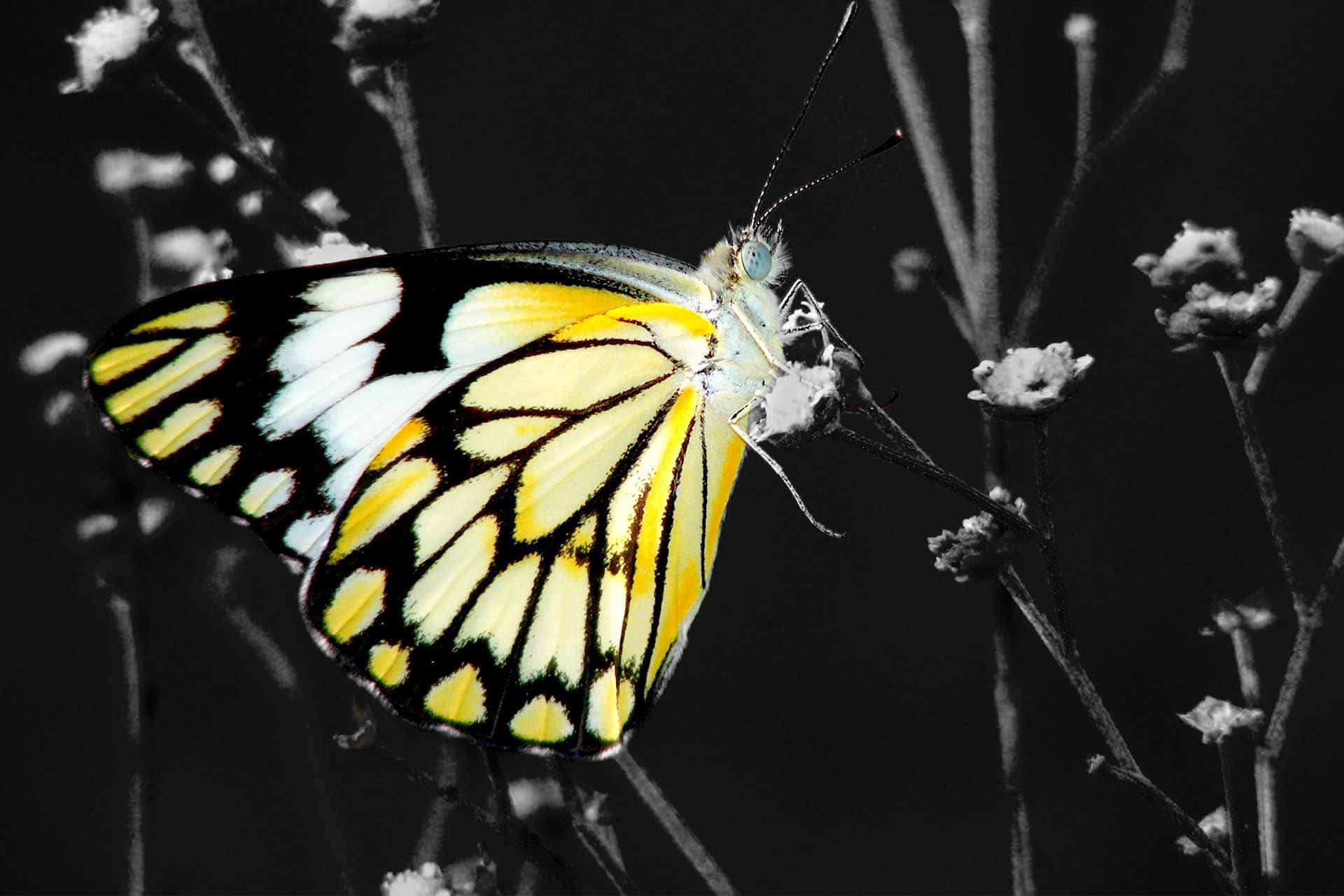 Butterflies 桌布 壁紙 — 一隻鮮豔的黃黑蝴蝶輕巧地停在單色花莖上，背景為深色。
