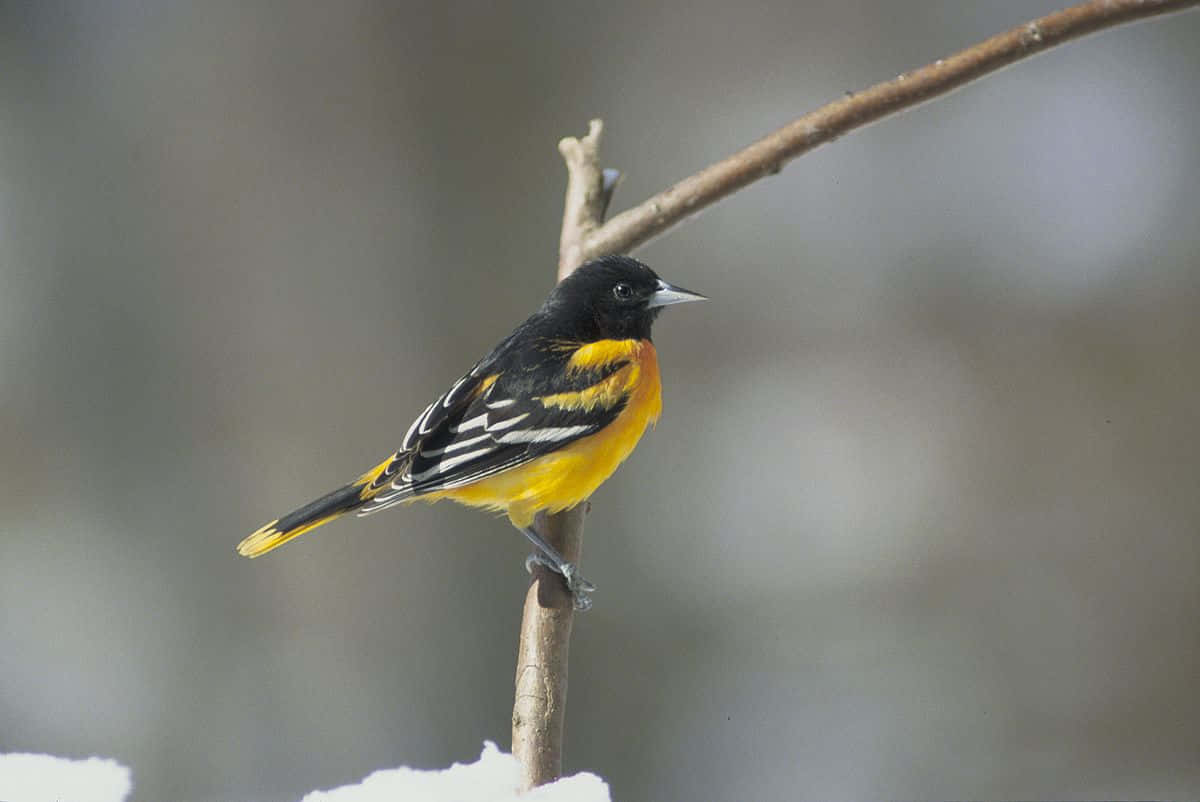 鳥 桌布 壁紙 — 一隻鮮豔的黃黑鳥兒棲息在灑滿雪的樹枝上，背景是柔和模糊的冬日景色。