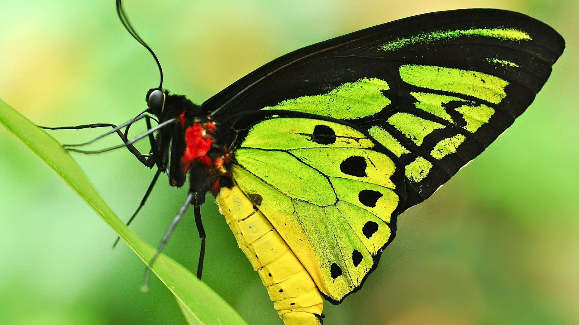 Green Butterfly 桌布 壁紙 — 一隻鮮豔的黑色、綠色和黃色蝴蝶，精緻地棲息在一片明亮的綠葉上，背景是柔和模糊的自然景色。