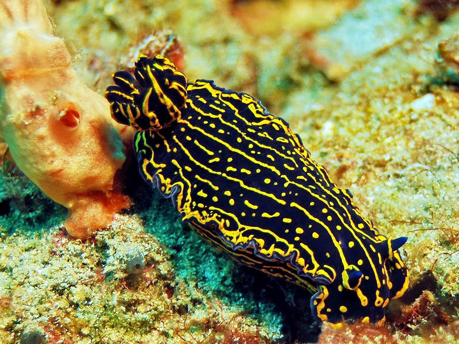 sea slug 桌布 壁紙 — 一隻鮮豔的黑色和黃色海蛞蝓優雅地滑過色彩繽紛的珊瑚和沙質海底。