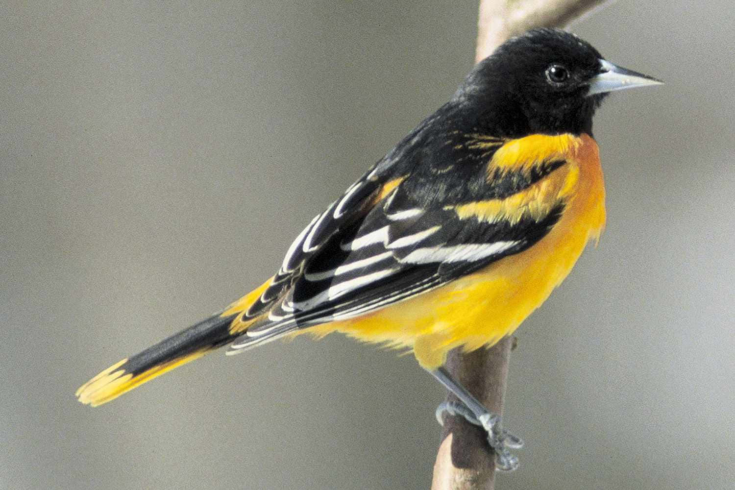 鳥 桌布 壁紙 — 一隻鮮豔的黑黃相間鳥兒棲息在樹枝上，在柔和模糊的背景襯托下展示出引人注目的羽毛。