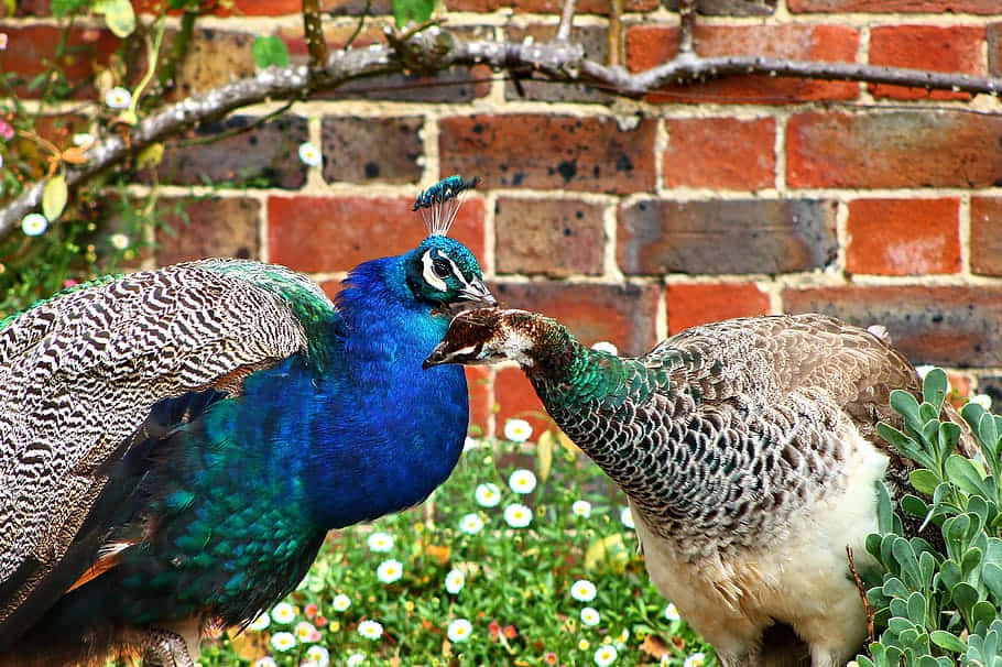 Peahen 桌布 壁紙 — 一隻鮮豔藍色的雄性孔雀和一隻較低調的雌性孔雀緊密地站在一個有磚牆和白色花朵的花園中。