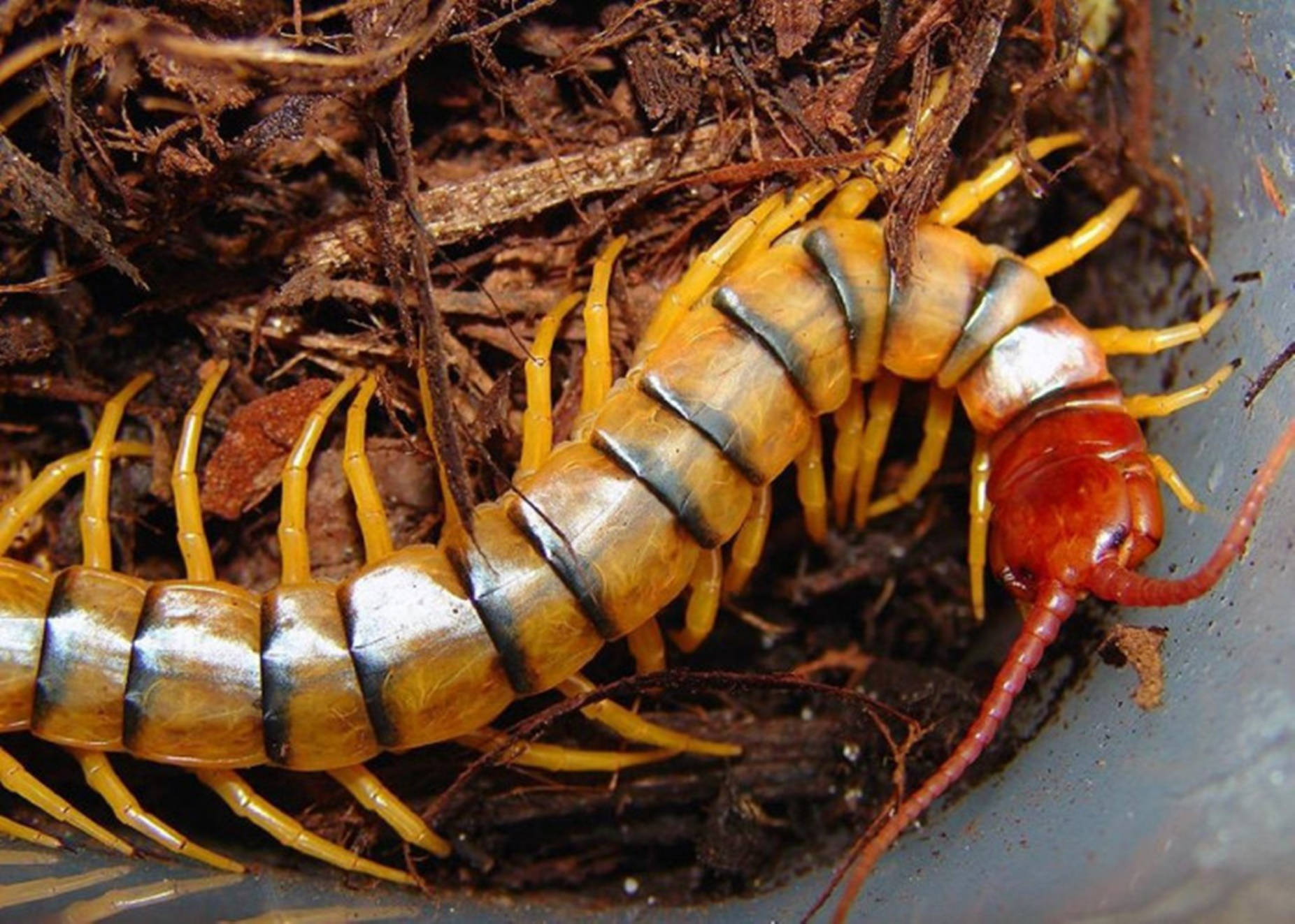 wildlife 桌布 壁紙 — 一隻鮮豔黃橙色、帶有金屬節段的蜈蚣在潮濕的黑色泥土中爬行的特寫。