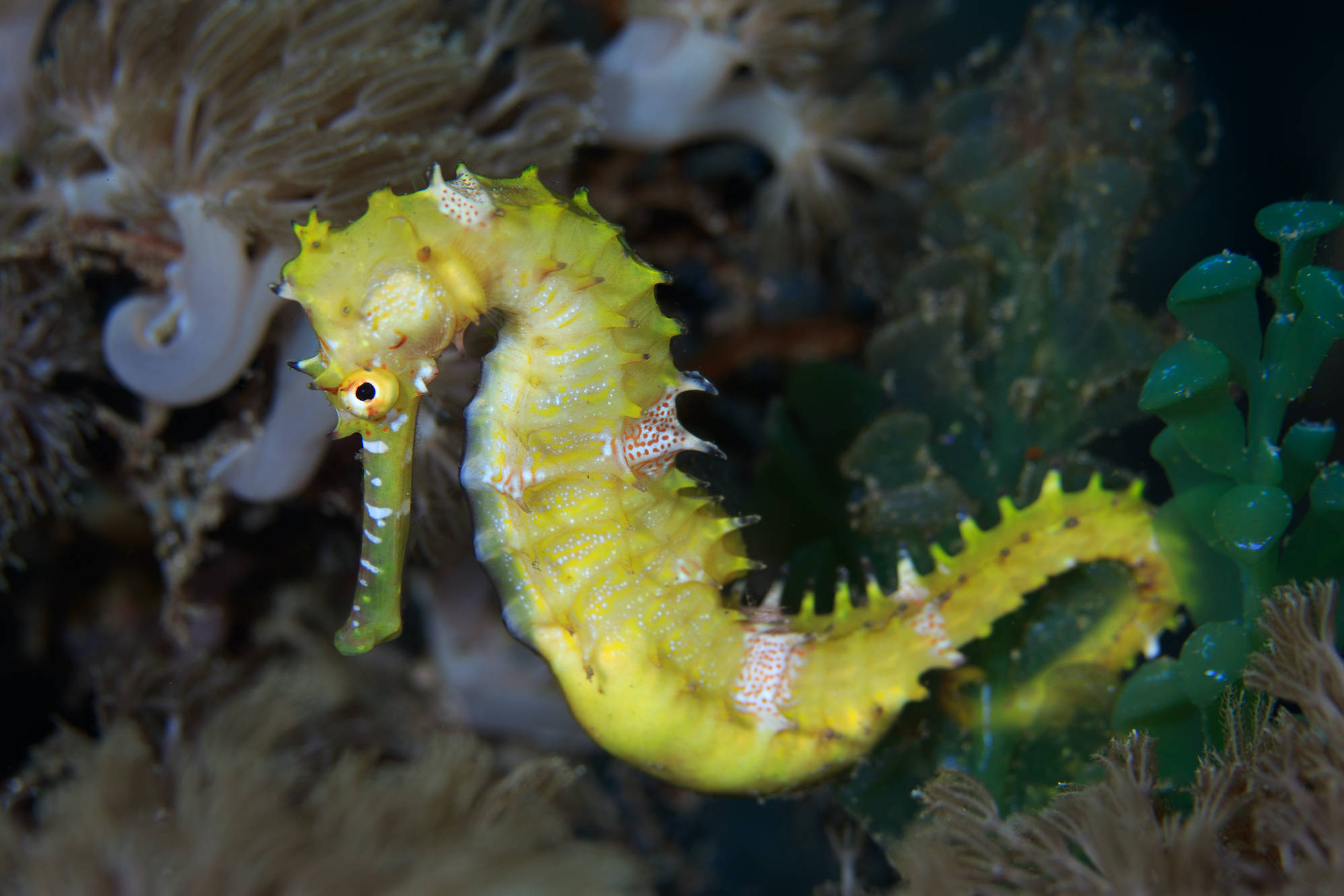 Seahorse 桌布 壁紙 — 一隻鮮黃色、帶有尖刺紋理的海馬，在昏暗的水下場景中，優雅地游過柔軟的珊瑚和綠色海藻。