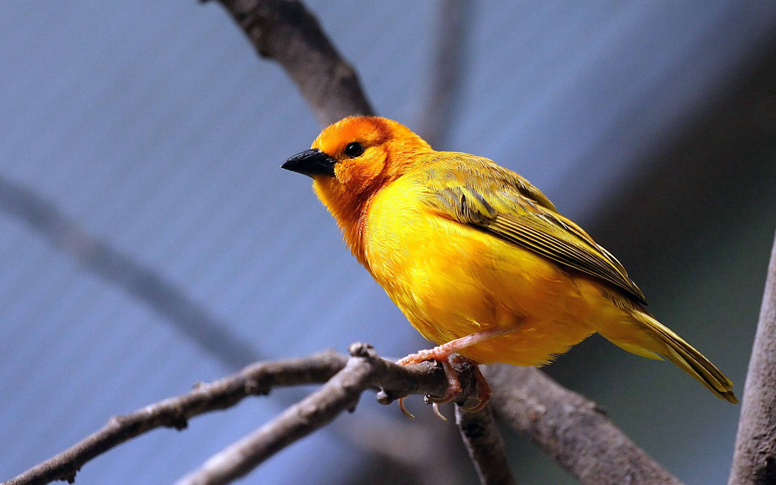 Yellow Bird 桌布 壁紙 — 一隻鮮黃色、橙色頭部的鳥棲息在光禿的樹枝上，背景是柔和的藍色模糊。