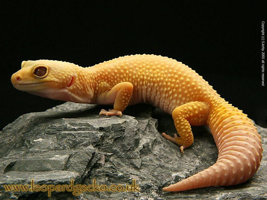 Leopard Gecko 桌布 壁紙 — 一隻鮮黃色、皮膚有紋理的豹紋守宮棲息在黑色背景下的深灰色岩石上。