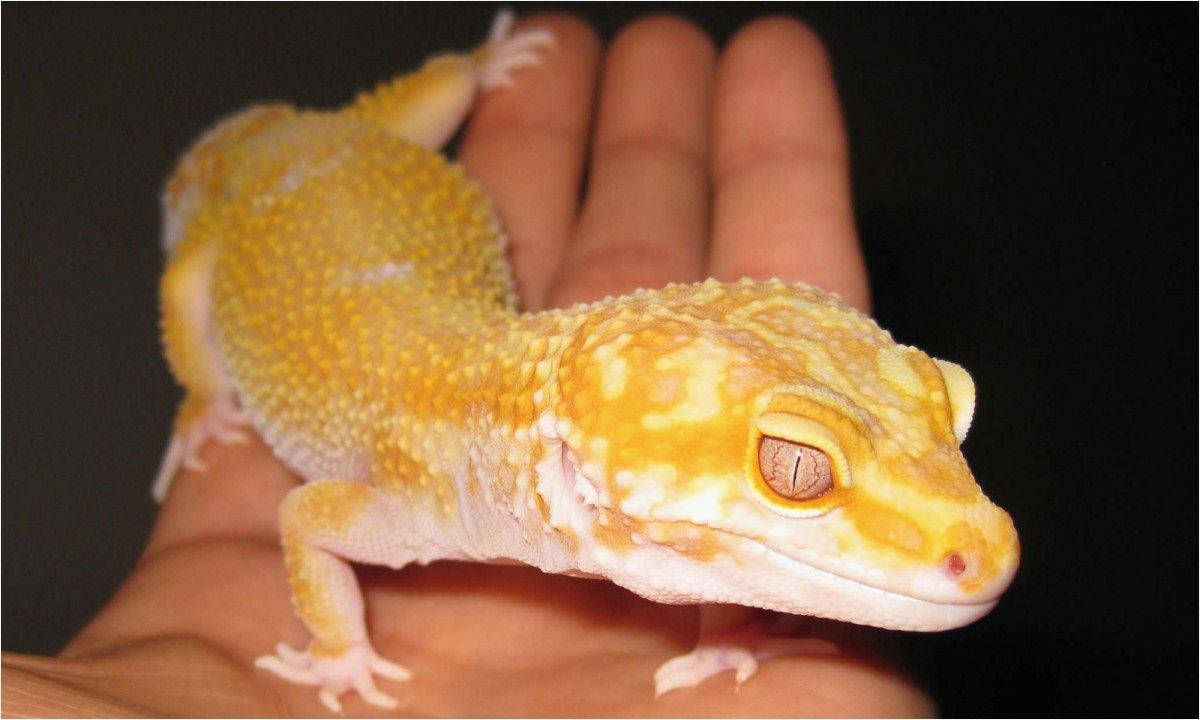 baby animal 桌布 壁紙 — 一隻鮮黃色、皮膚有紋理的豹紋守宮，在深色背景下平靜地棲息在人類手上。