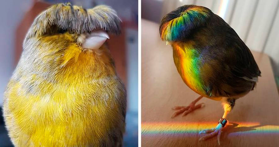 Yellow Bird 桌布 壁紙 — 一隻鮮黃色、頭頂蓬鬆的鳥兒站在一隻彩虹色的鳥兒旁邊，後者在木頭上投射出棱鏡般的陰影。