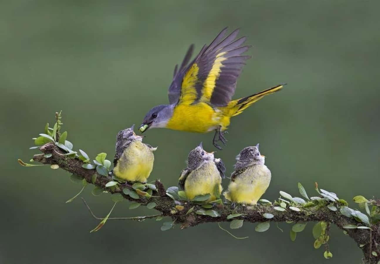 birds 桌布 壁紙 — 一隻鮮黃色和灰色的成鳥在空中飛翔，餵食三隻棲息在長滿苔蘚的樹枝上的毛茸茸雛鳥。