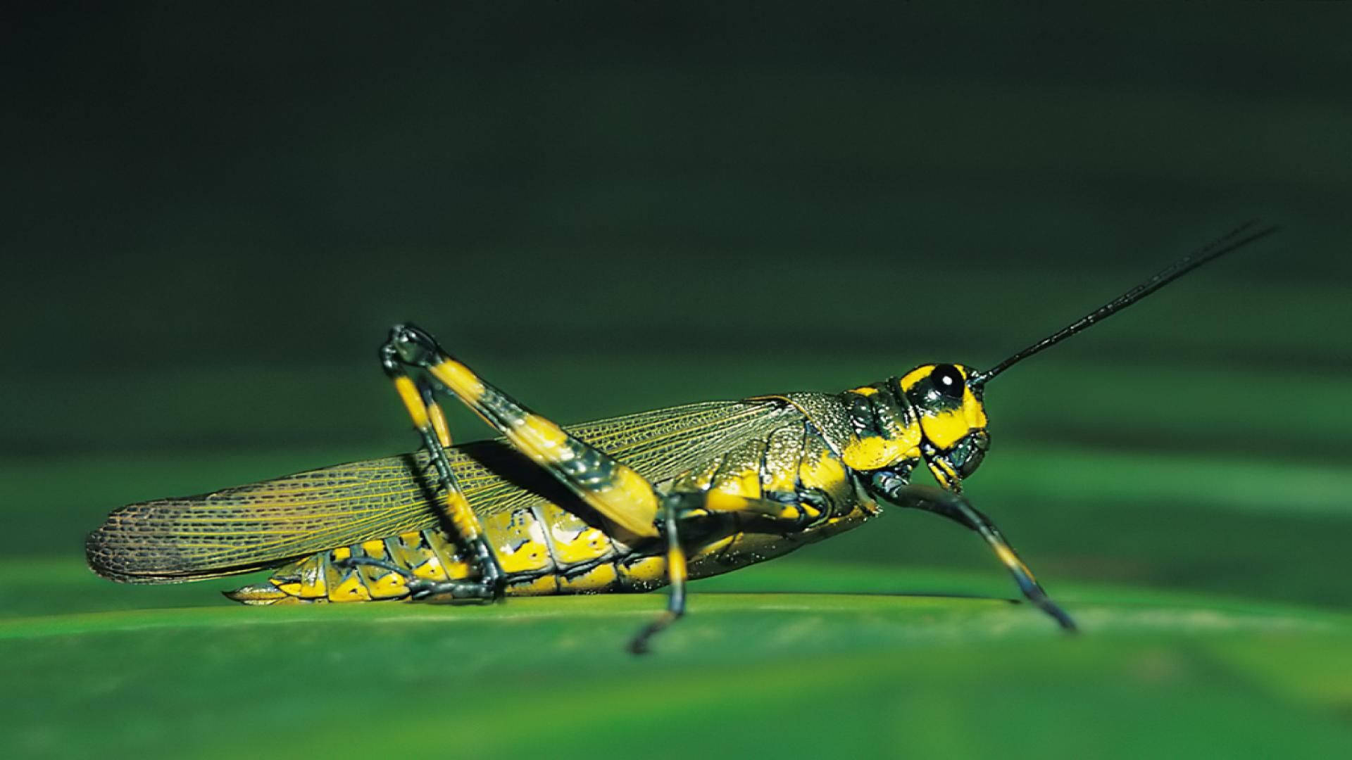 Grasshopper 桌布 壁紙 — 一隻鮮黃色和黑色的蚱蜢清晰地聚焦在一片茂盛的綠葉上，背景是柔和模糊的自然景色。