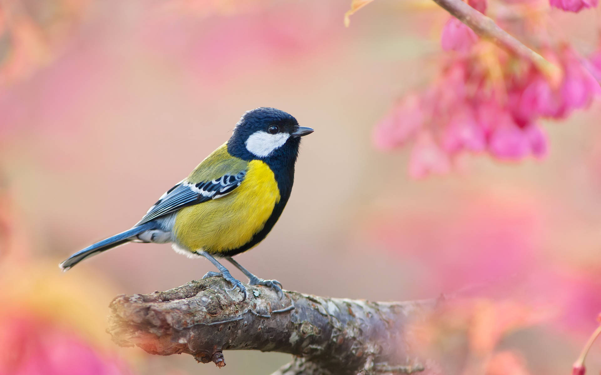 Yellow Bird 桌布 壁紙 — 一隻鮮黃色和黑色的鳥棲息在粗糙的樹枝上，背景是柔和的粉紅色花卉。