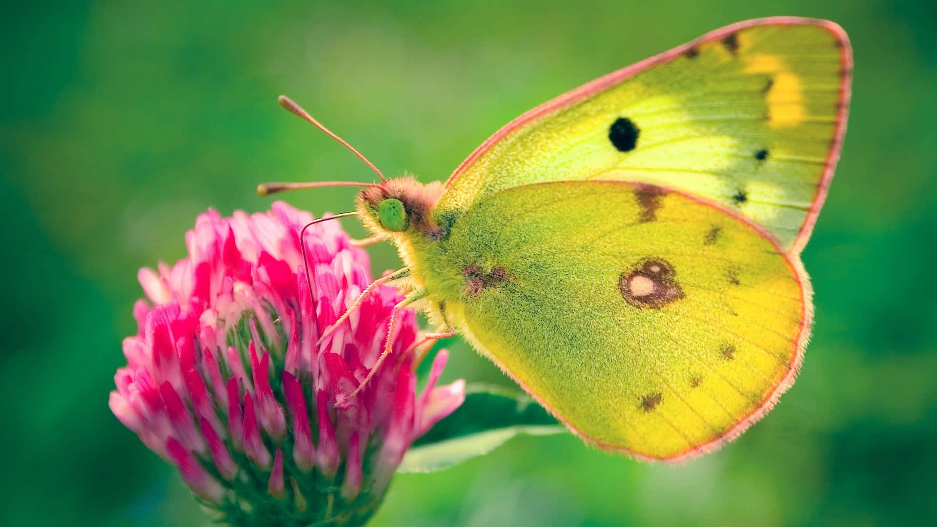 Butterfly Photography 桌布 壁紙 — 一隻鮮黃色帶有黑色斑點的蝴蝶，輕輕停在一朵亮粉紅色的三葉草花上，背景是柔和的綠色。