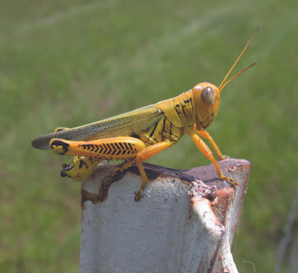 Grasshopper 桌布 壁紙 — 一隻鮮黃色帶黑色斑紋的蚱蜢棲息在風化的木柱上，背景是柔和的綠色草地。