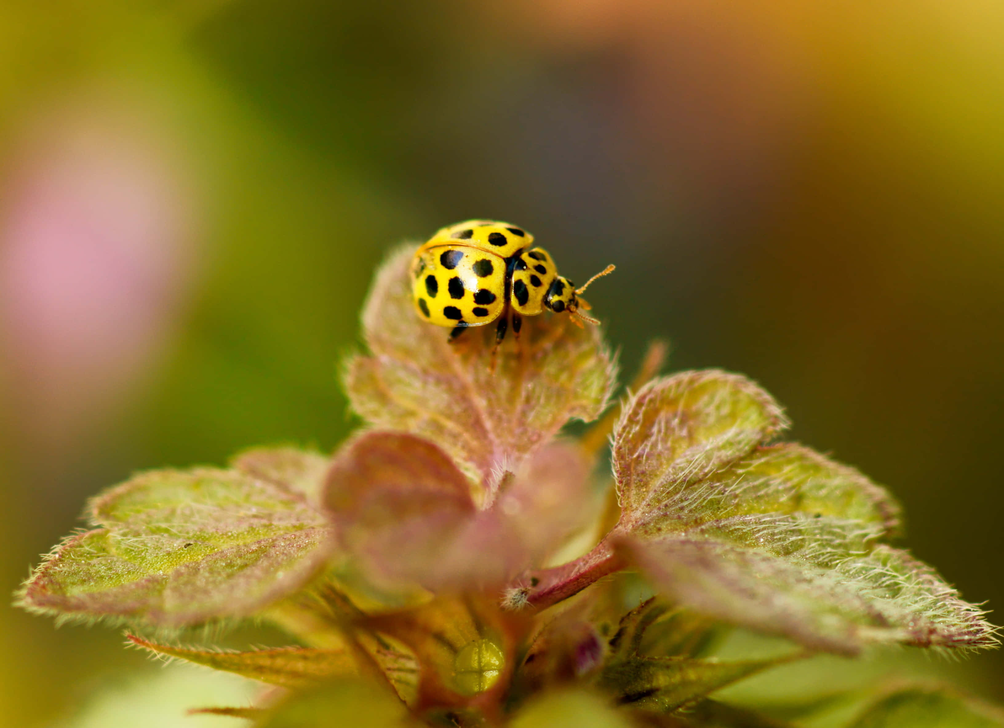 ladybug 桌布 壁紙 — 一隻鮮黃色帶黑色斑點的瓢蟲，輕輕停在一片毛茸茸的綠葉上，背景是柔和模糊的花園。