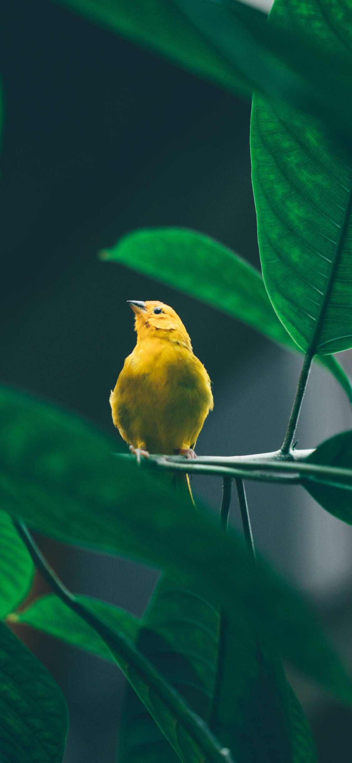 Yellow Bird 桌布 壁紙 — 一隻鮮黃色的小鳥平靜地棲息在樹枝上，周圍是茂密的綠葉，背景是柔和模糊的自然環境。