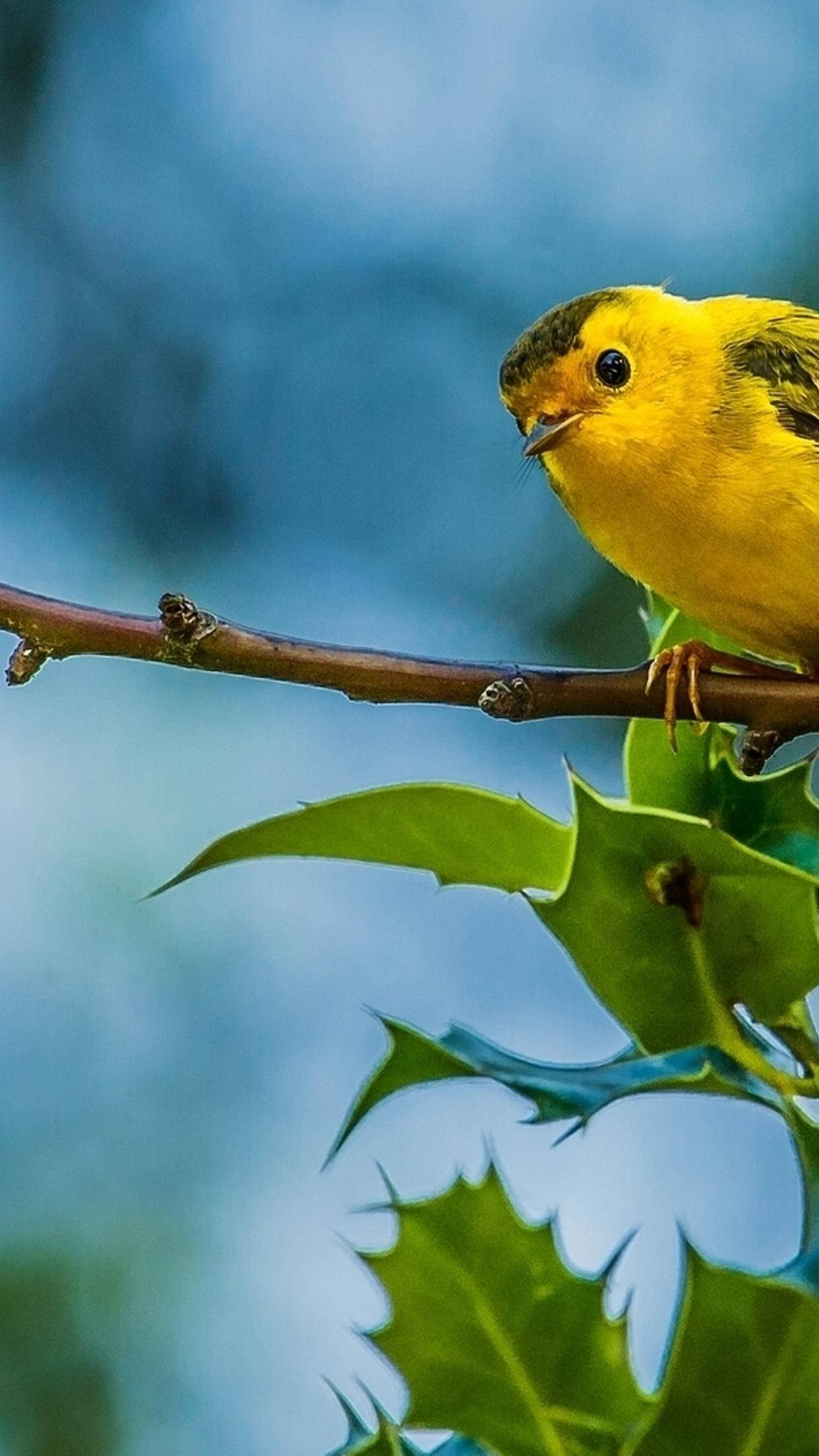 Yellow Bird 桌布 壁紙 — 一隻鮮黃色的小鳥棲息在帶有尖刺綠色冬青葉的樹枝上，背景是柔和的藍色模糊效果。