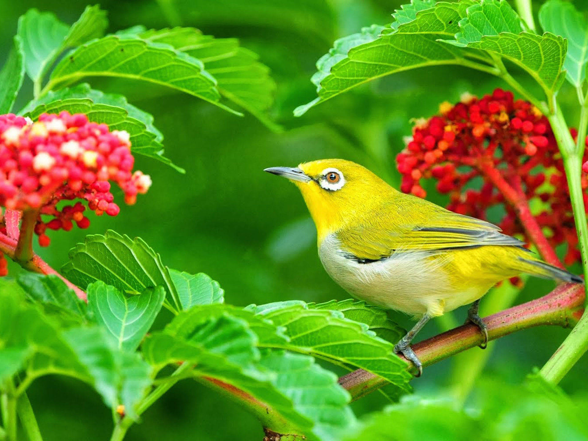 Yellow Bird 桌布 壁紙 — 一隻鮮黃色的小鳥棲息在樹枝上，周圍是茂密的綠葉和一簇簇鮮紅色的漿果。