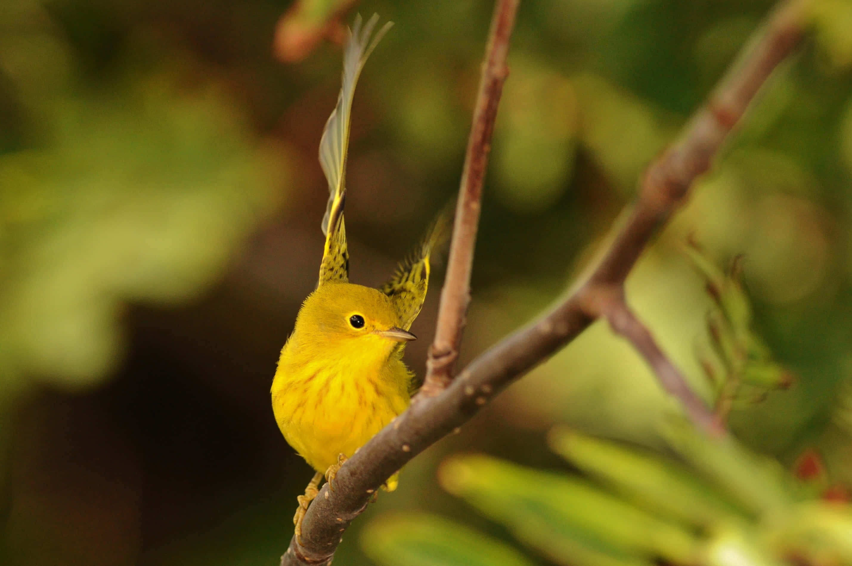 Yellow Warbler 桌布 壁紙 — 一隻鮮黃色的小鳥棲息在樹枝上，翅膀微微張開，背景是柔和的綠色模糊樹葉。