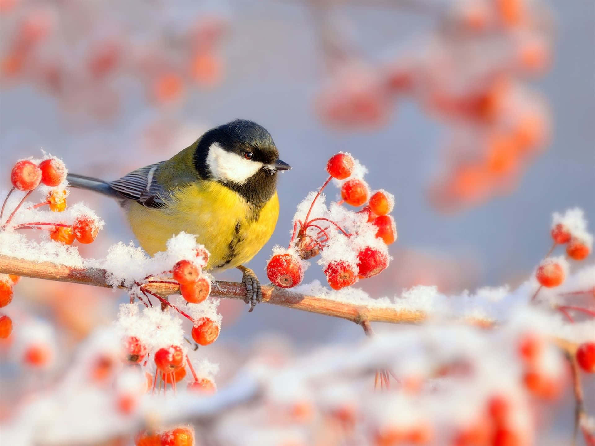 Snow Bird 桌布 壁紙 — 一隻鮮黃色的小鳥棲息在灑滿雪的樹枝上，周圍是鮮紅的漿果，襯托著柔和的冬日背景。