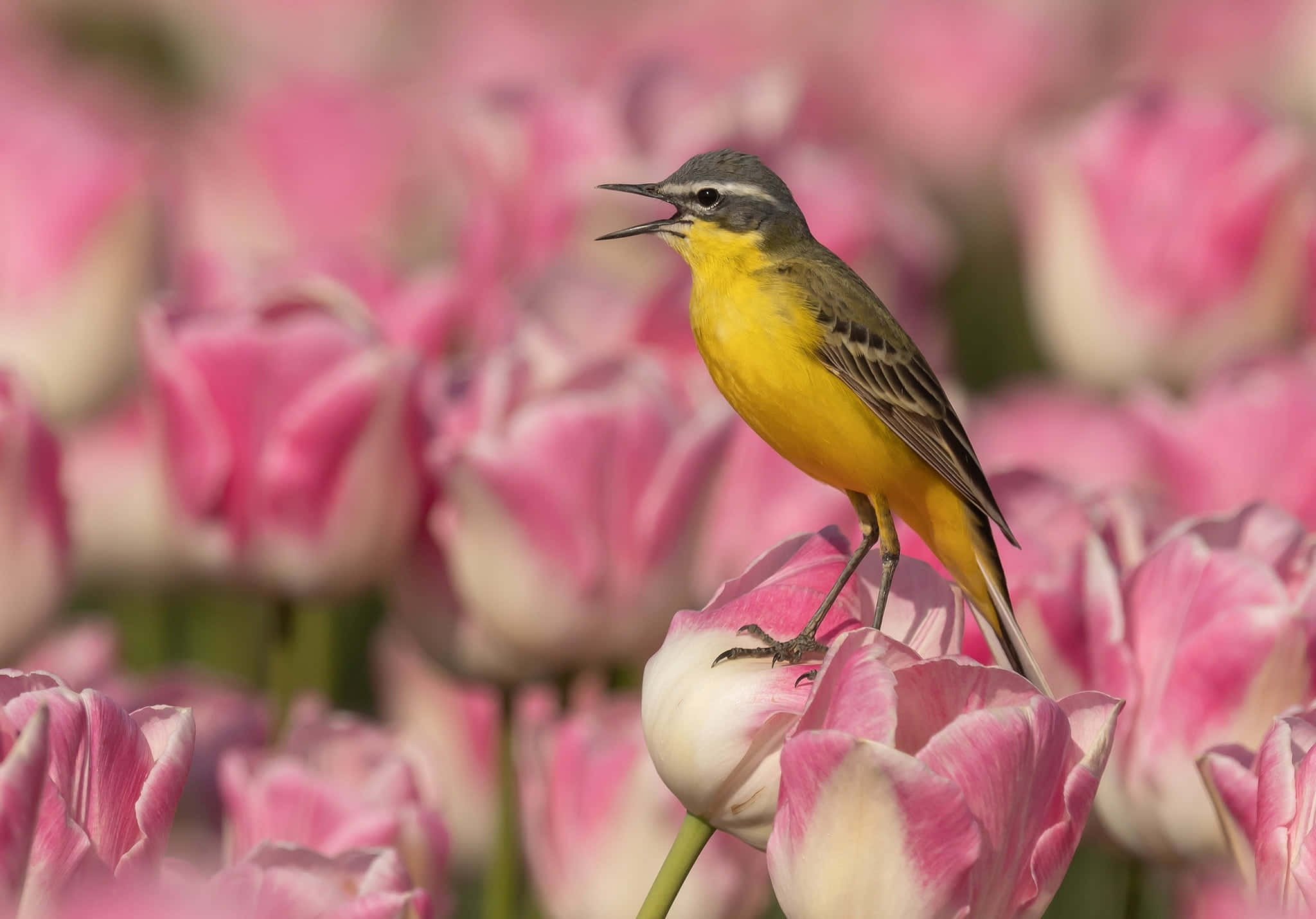 Birds Chirping 桌布 壁紙 — 一隻鮮黃色的小鳥棲息在粉紅色的鬱金香上，在一片模糊的粉紅色花叢中歌唱。