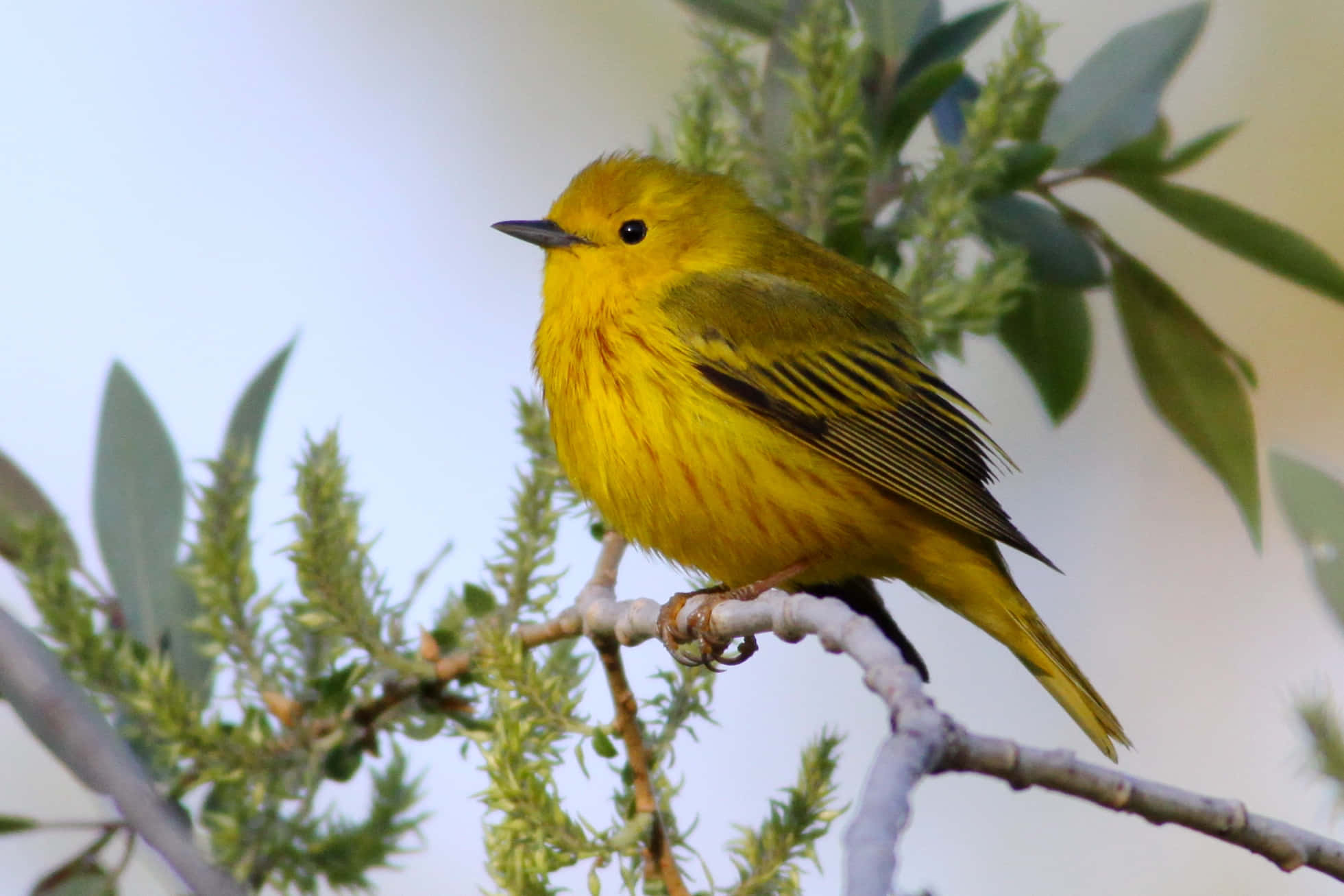 Yellow Warbler 桌布 壁紙 — 一隻鮮黃色的小鳥棲息在細枝上，周圍是柔軟的綠色樹葉，在明亮的日光下。