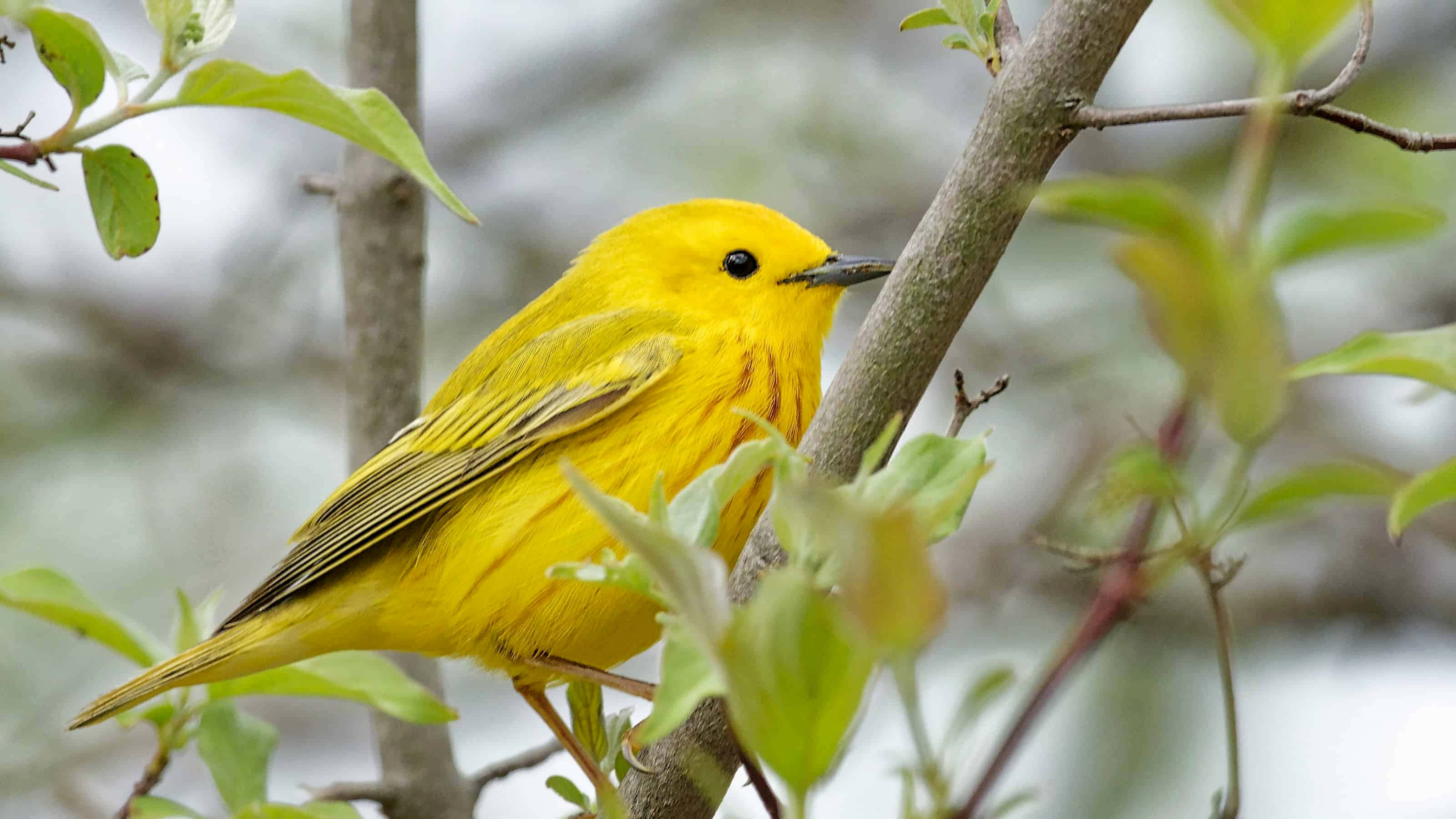 Yellow Warbler 桌布 壁紙 — 一隻鮮黃色的小鳥輕柔地棲息在樹枝上，周圍是嫩綠的葉子，沐浴在柔和自然光中。