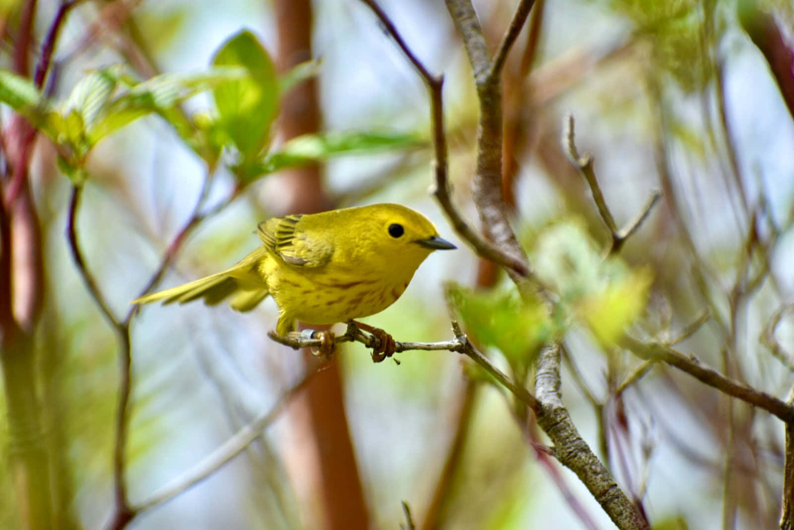Yellow Warbler 桌布 壁紙 — 一隻鮮黃色的小鳥輕柔地棲息在細枝上，周圍是柔和的綠色樹葉和模糊的樹枝。