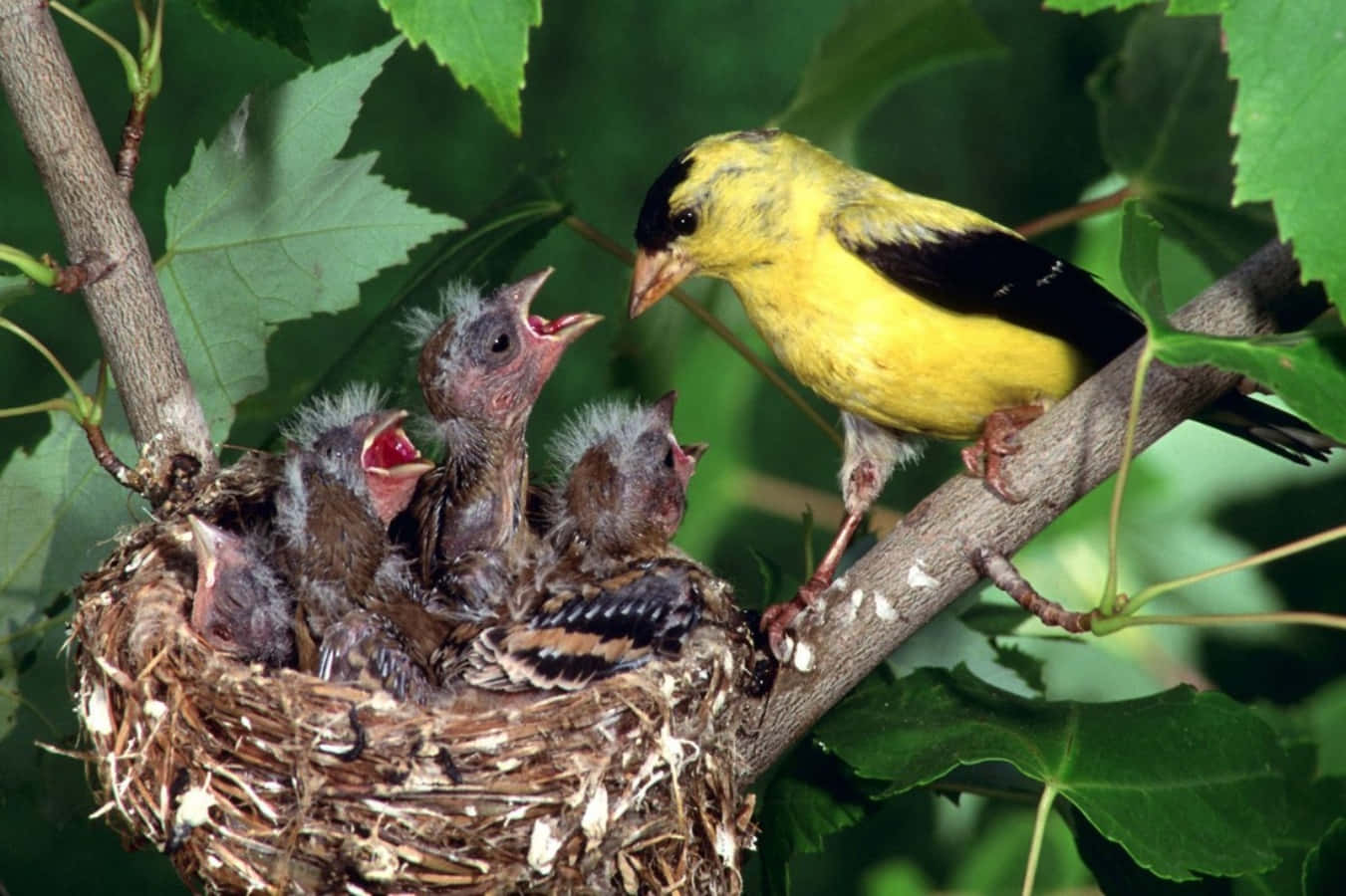Nest 桌布 壁紙 — 一隻鮮黃色的成年美洲金翅雀棲息在巢邊，餵食張開喙的飢餓雛鳥。