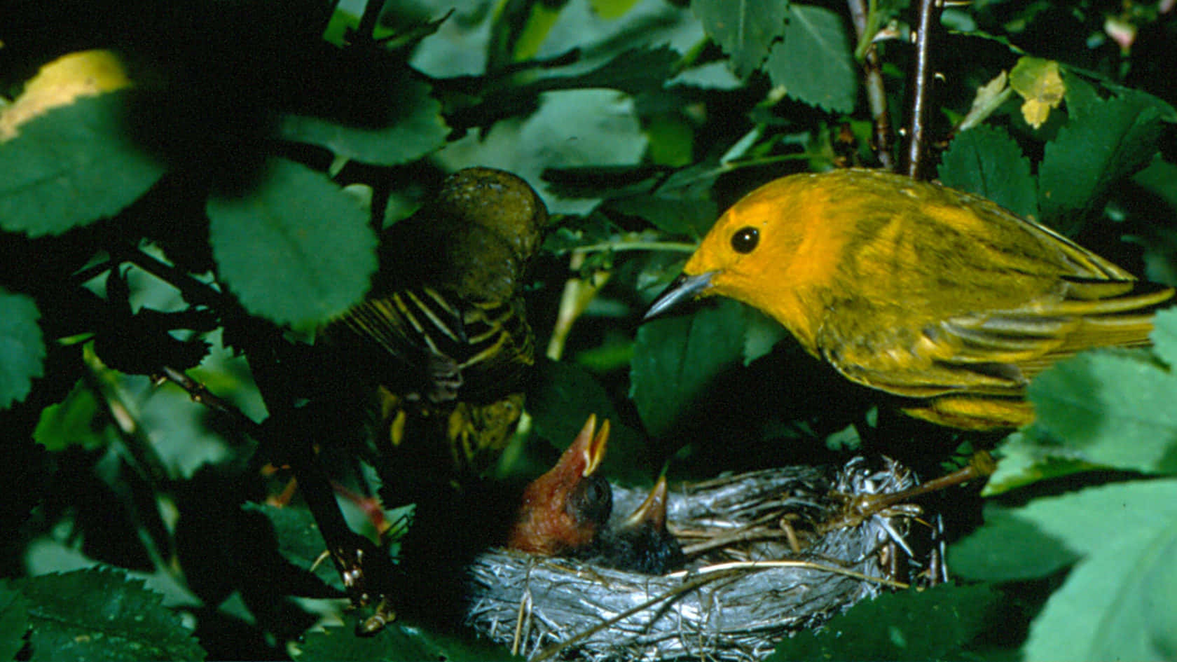Yellow Warbler 桌布 壁紙 — 一隻鮮黃色的成鳥在茂密樹葉中隱藏的綠色葉巢裡餵養飢餓的雛鳥。