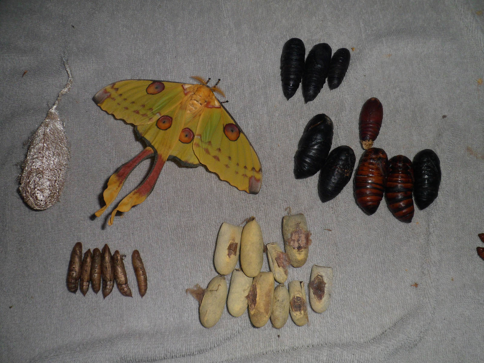 Caterpillar 桌布 壁紙 — 一隻鮮黃色的月蛾帶有眼斑，在灰色布料上與其不同生命階段（包括繭和蛹）一起休息。