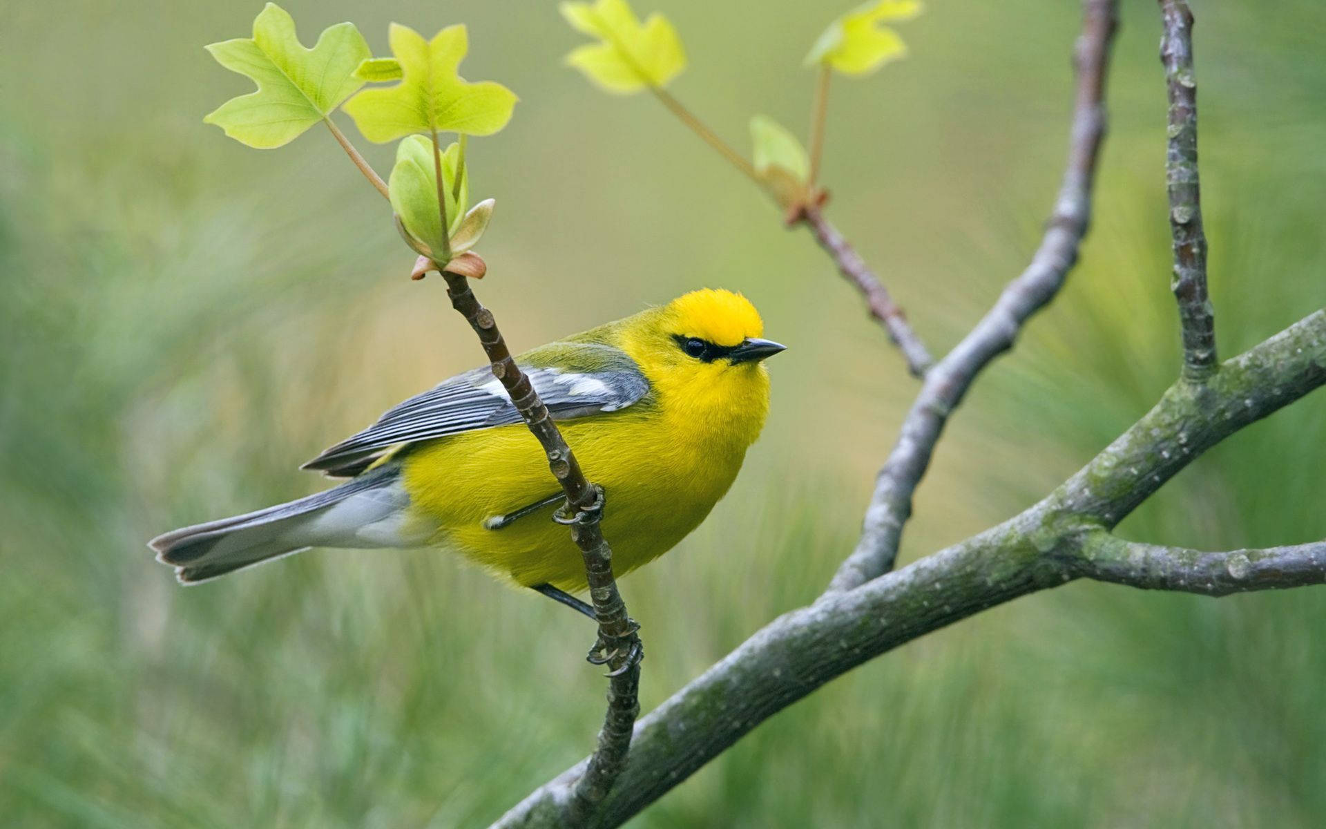 Yellow Bird 桌布 壁紙 — 一隻鮮黃色的林鶯棲息在樹枝上，樹枝上有新鮮的綠葉，背景是柔和模糊的森林。