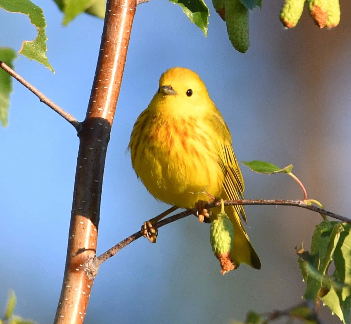 Yellow Warbler 桌布 壁紙 — 一隻鮮黃色的林鶯棲息在白樺樹枝上，周圍是綠葉，背景是清澈的藍天。