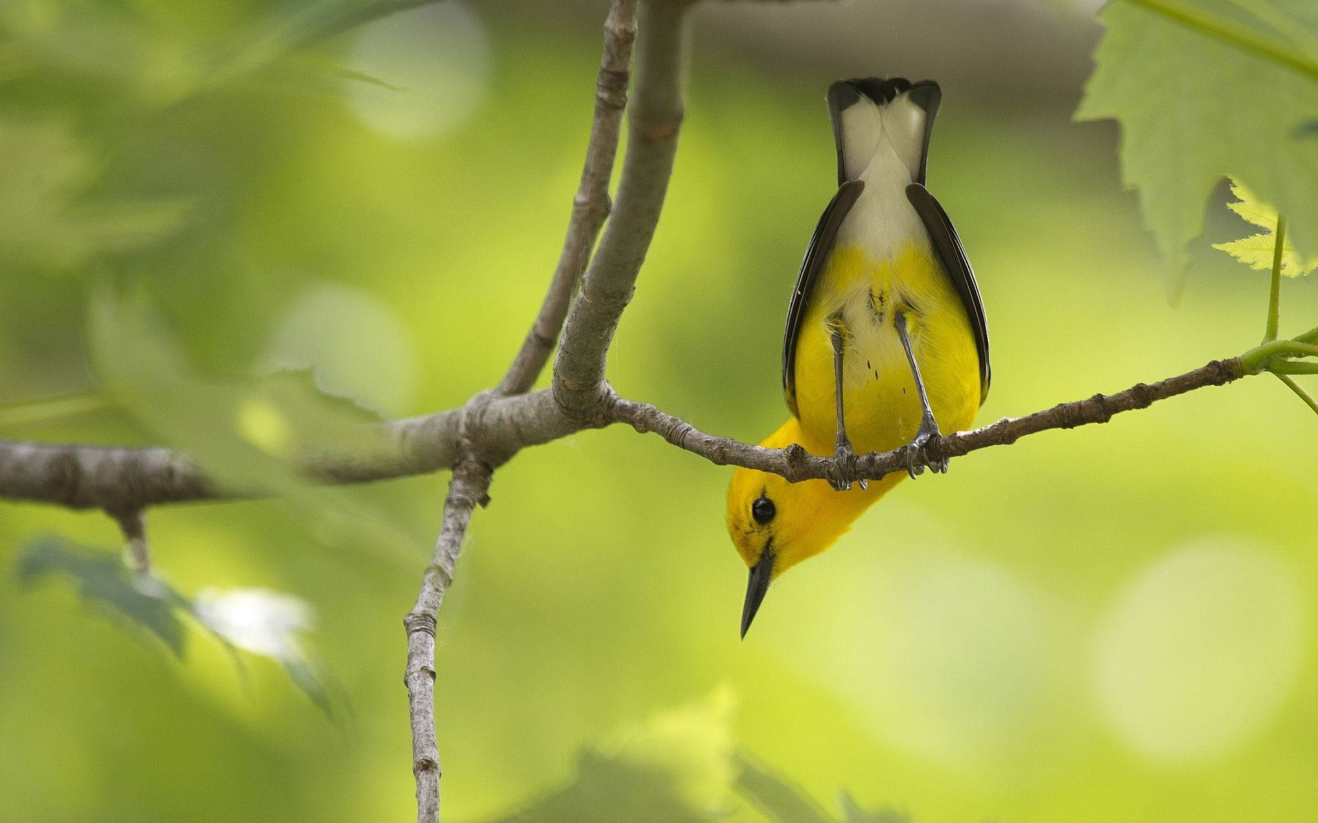 Yellow Bird 桌布 壁紙 — 一隻鮮黃色的林鶯棲息在細長的樹枝上，周圍是柔軟的綠色樹葉，在明亮的日光下。