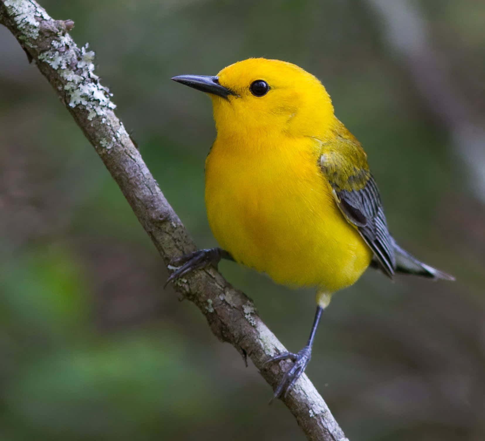 Yellow Warbler 桌布 壁紙 — 一隻鮮黃色的林鶯棲息在長滿地衣斑點的樹枝上，背景是柔和的綠色森林。