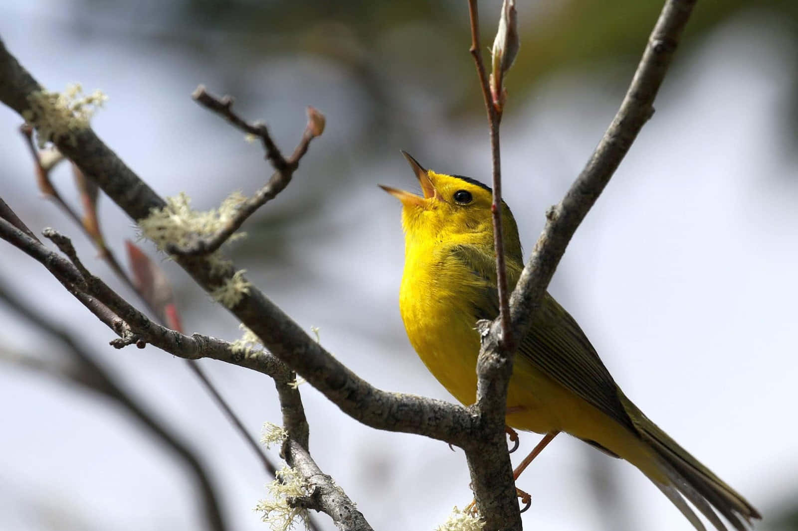 Yellow Warbler 桌布 壁紙 — 一隻鮮黃色的林鶯棲息在長滿苔蘚的樹枝上，張開喙，彷彿在柔和的模糊天空下歌唱。